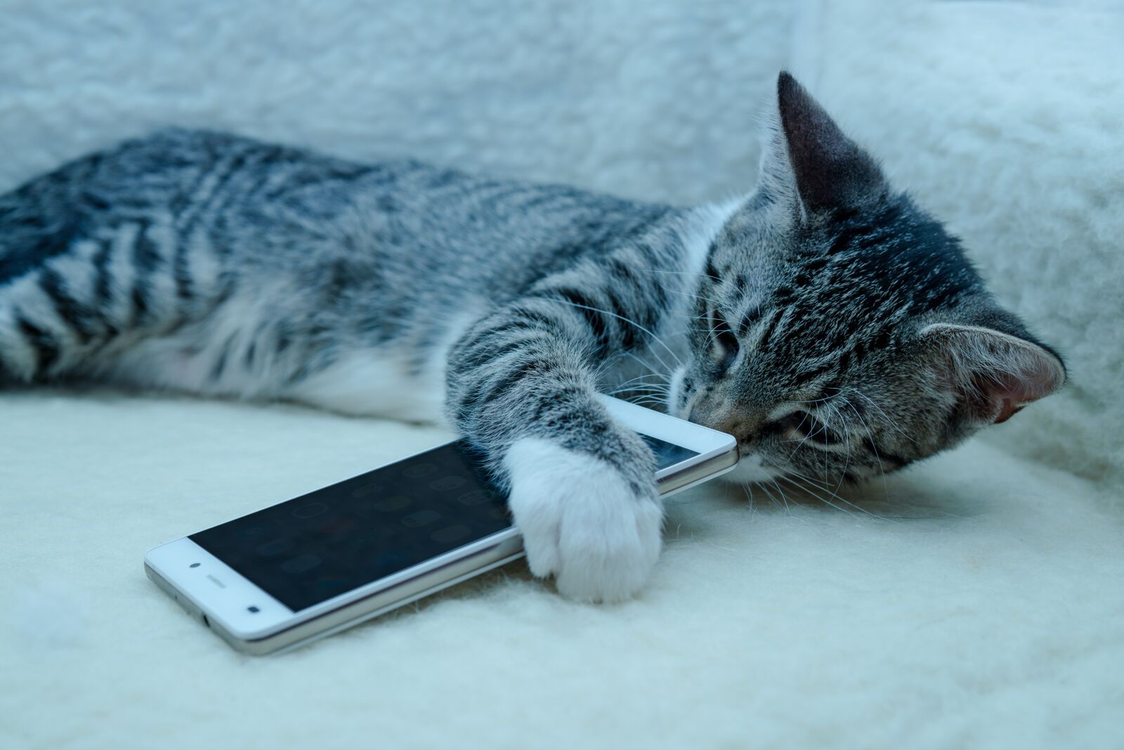 30mm F1.4 DC DN | Contemporary 016 sample photo. Cat, small, mackerel photography