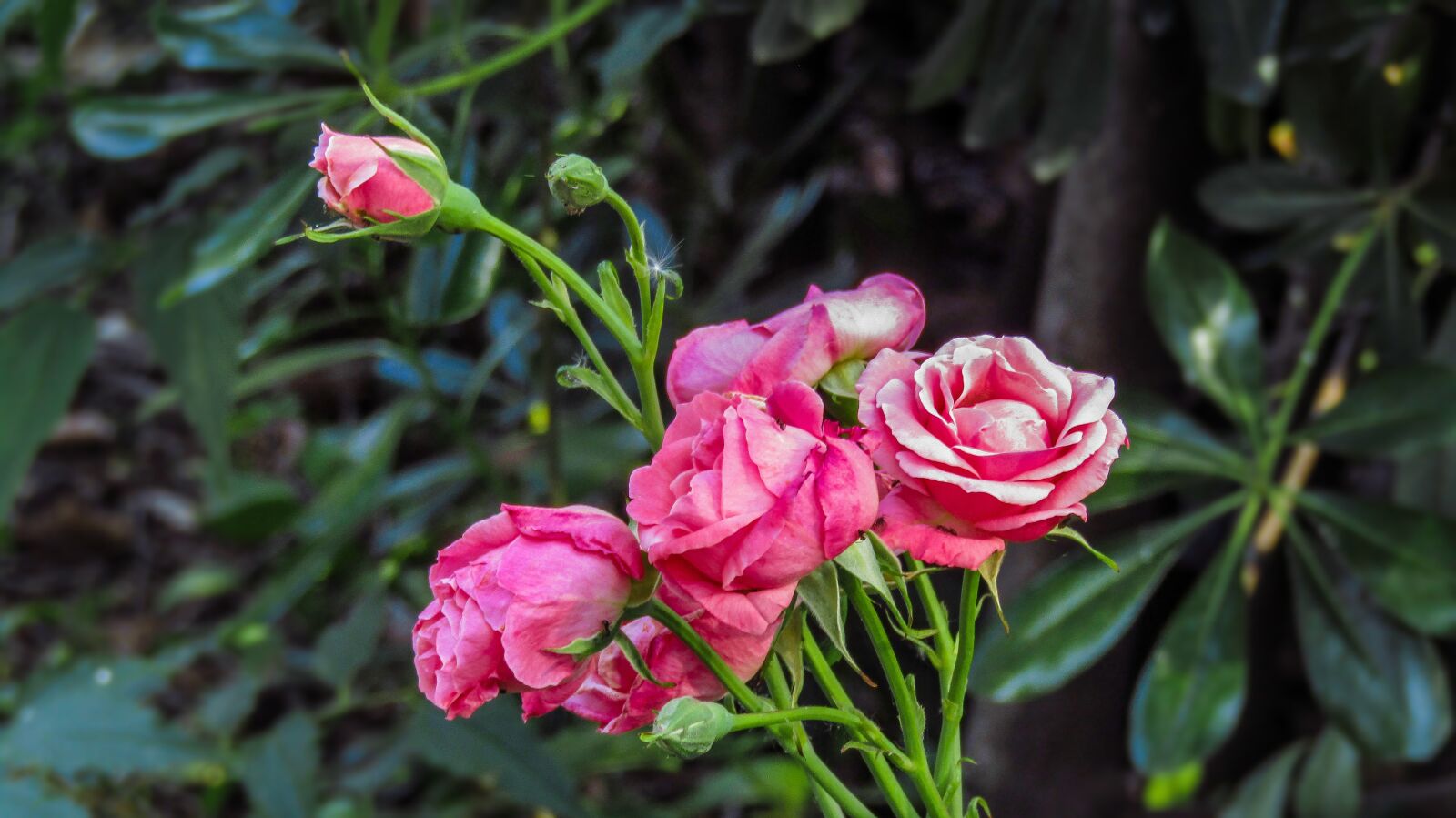 Canon PowerShot SX410 IS sample photo. Roses, garden, plant photography