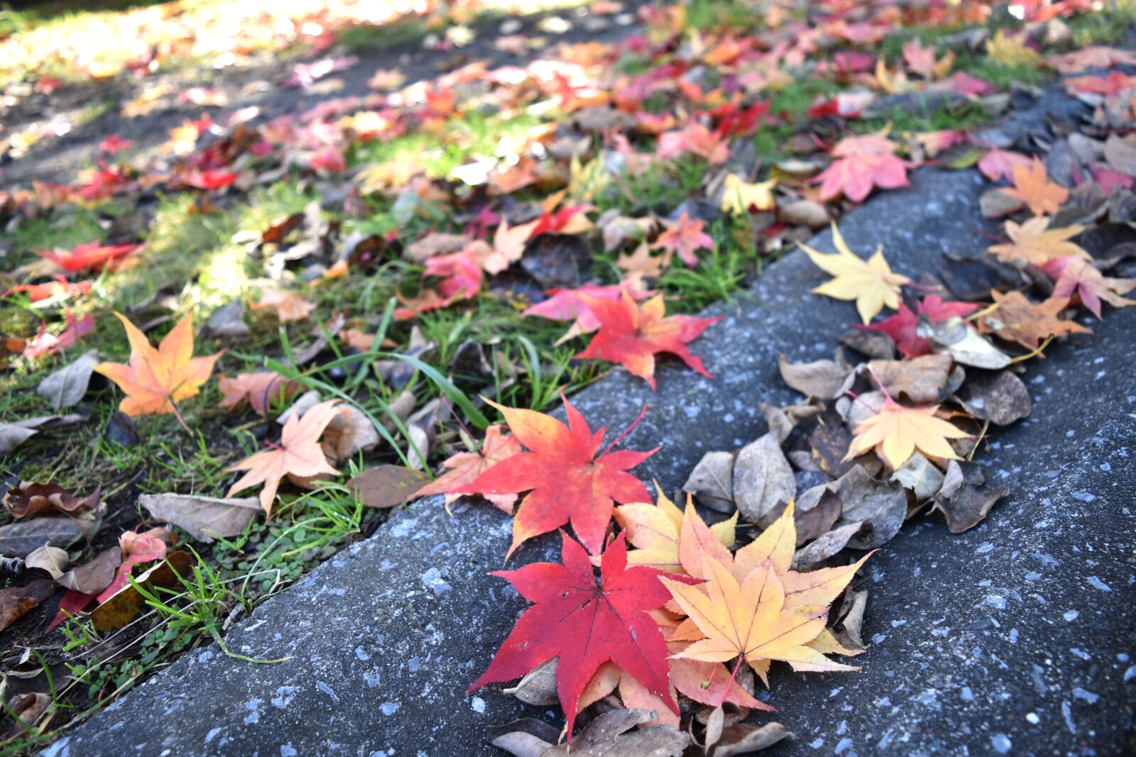 Nikon D5500 sample photo. Autumnal leaves, red, huang photography