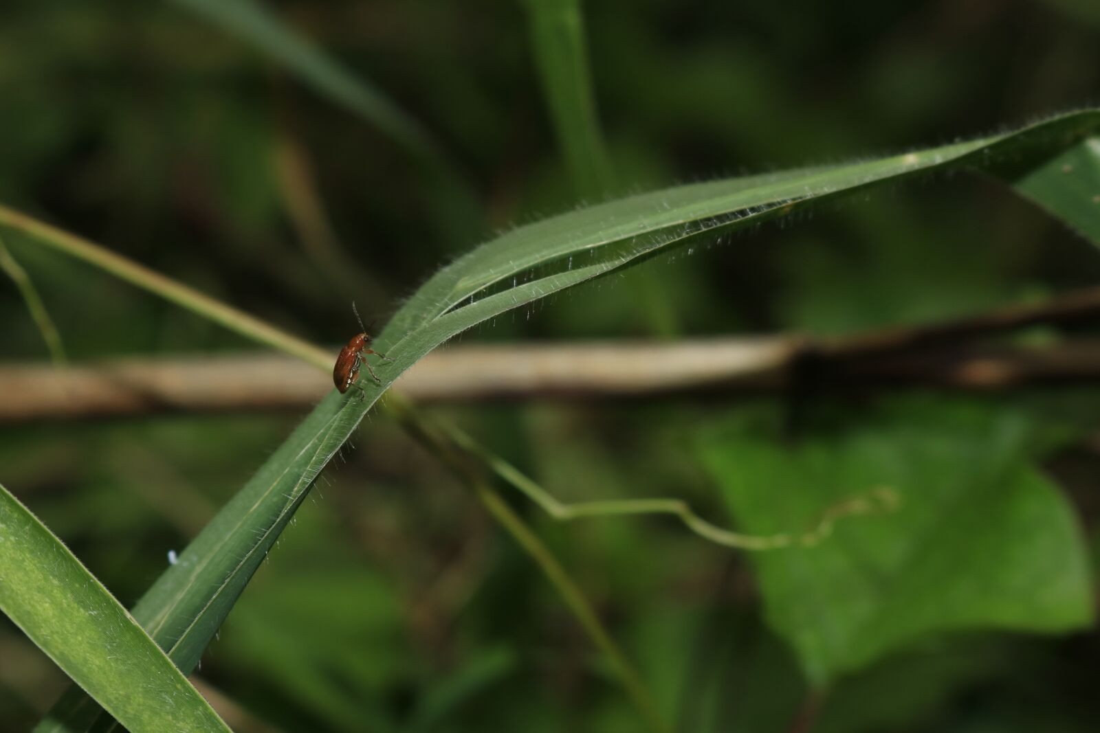 Canon EOS 750D (EOS Rebel T6i / EOS Kiss X8i) sample photo. Beetle, green leaf, neck photography
