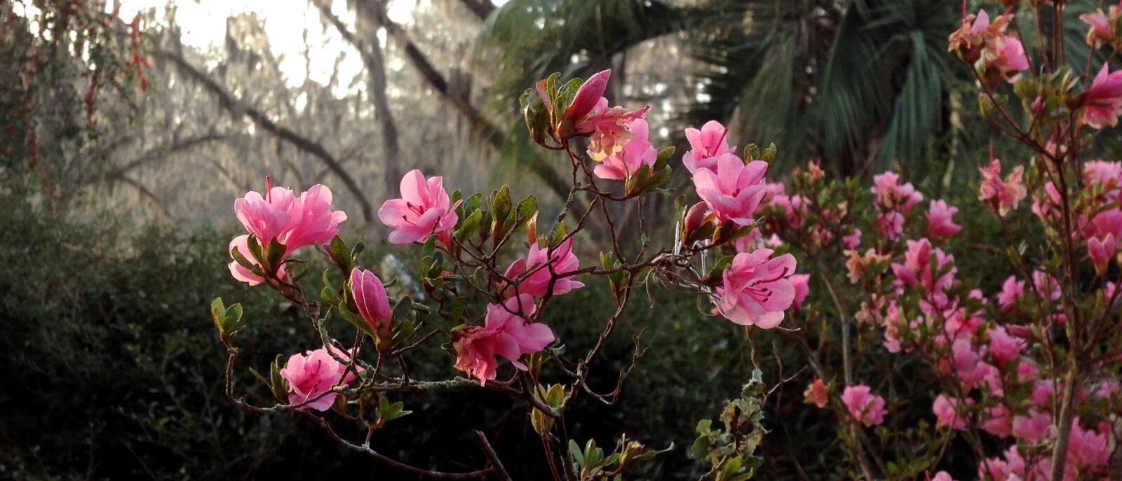 iPhone 5 back camera 4.12mm f/2.4 sample photo. Azaeleas, flowers, pink photography