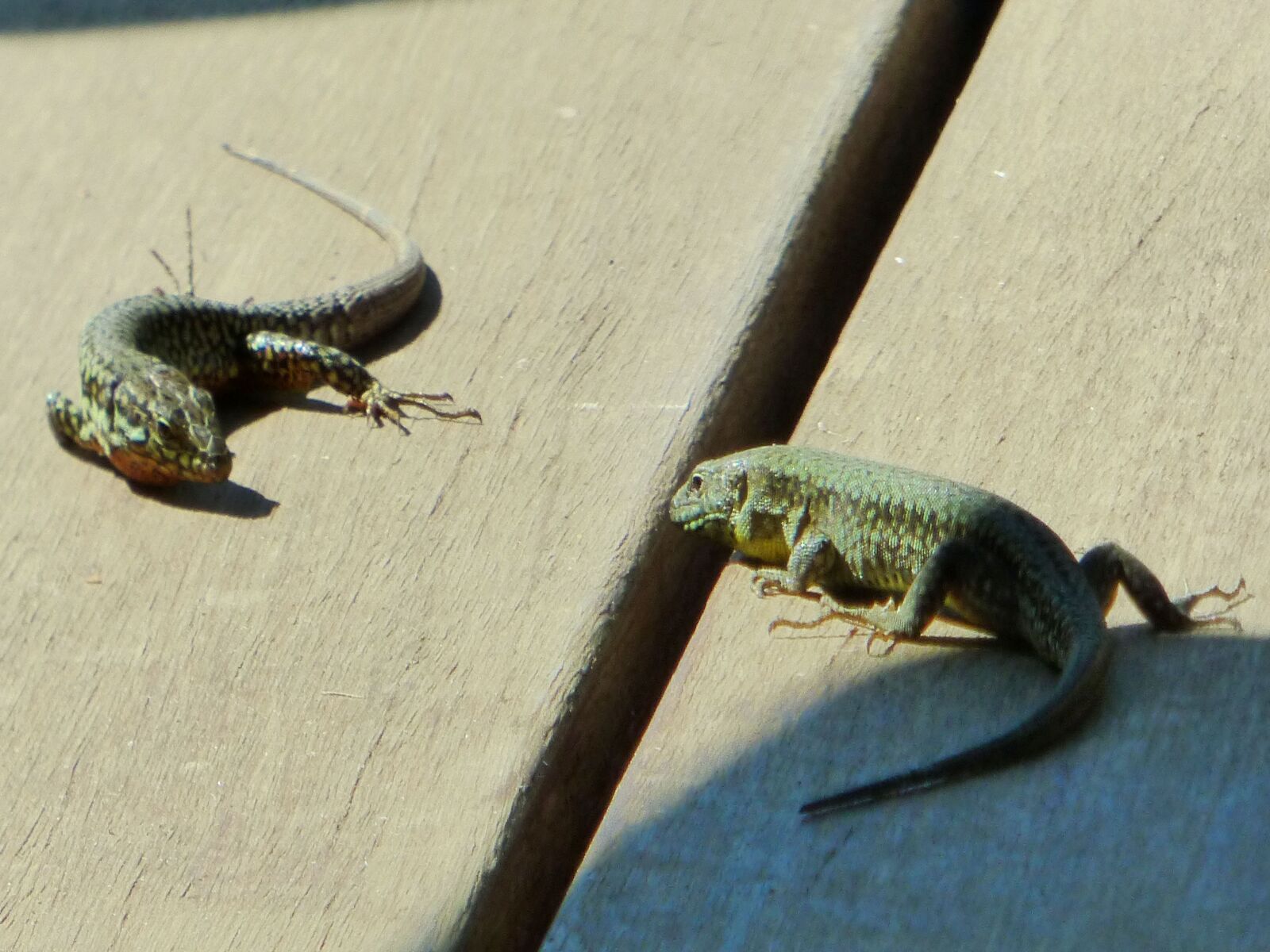 Panasonic DMC-FZ72 sample photo. Lizard, animal, combat photography