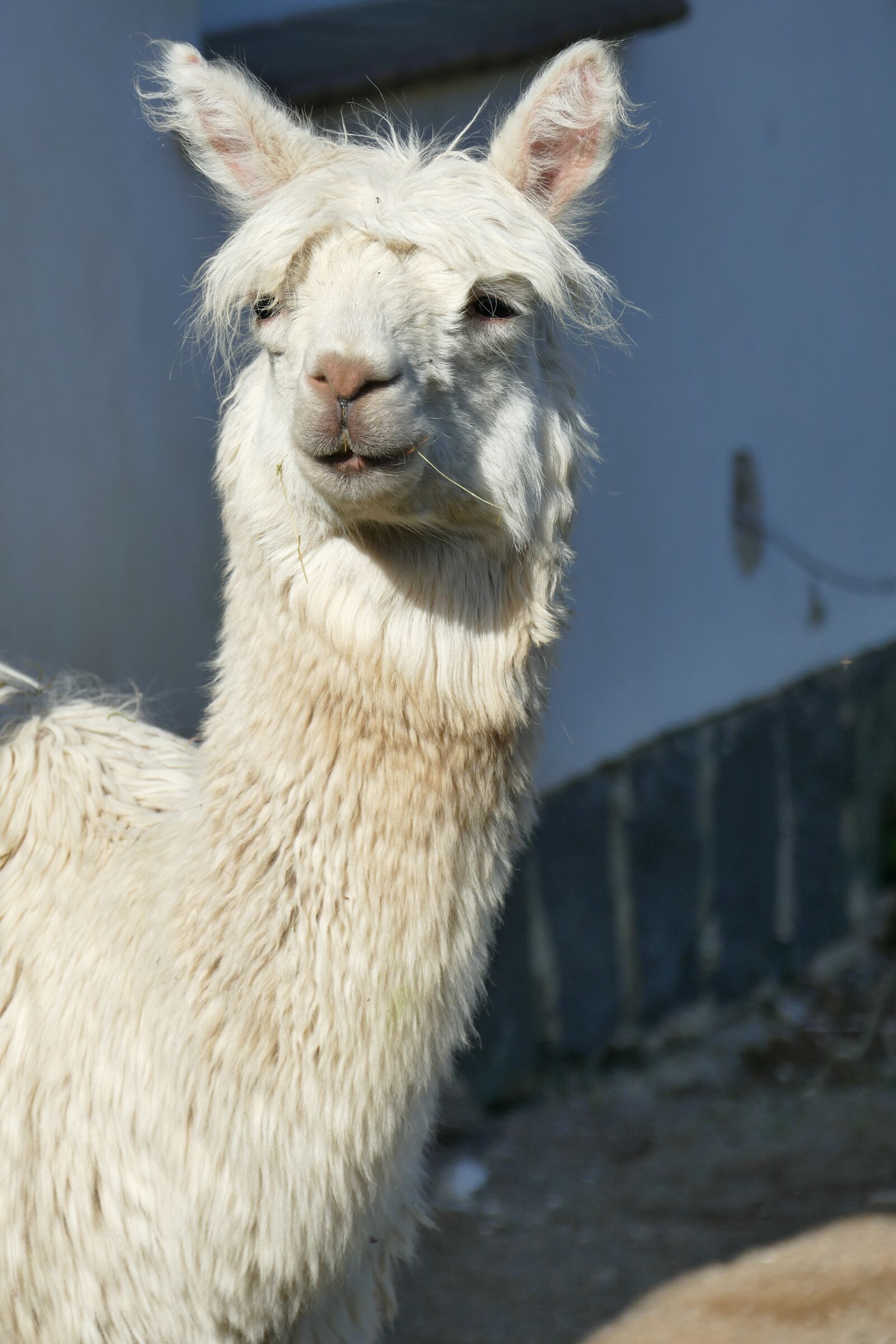 Panasonic Lumix DMC-FZ1000 sample photo. Lama, animal, white photography