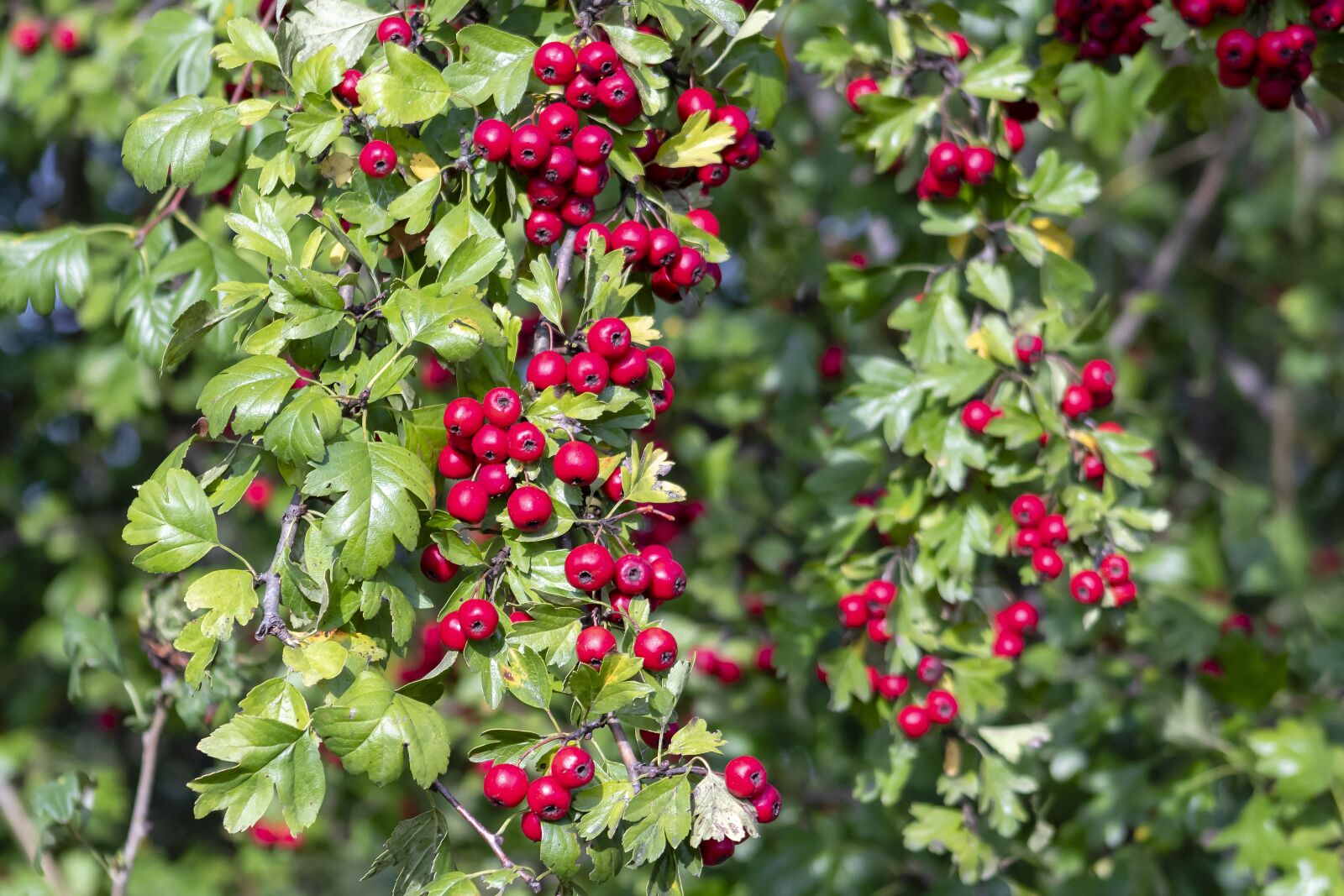 EF75-300mm f/4-5.6 sample photo. Hawthorn, berries, plant photography