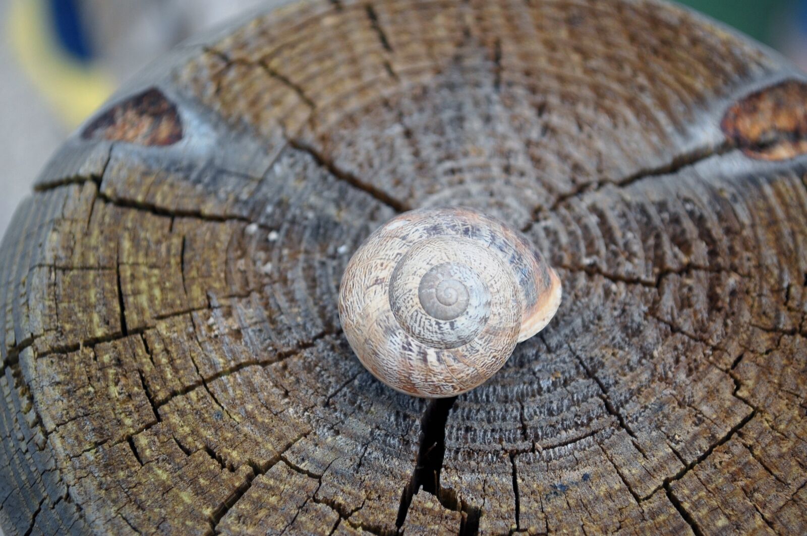 Nikon D40 sample photo. Snail, shell, wood photography
