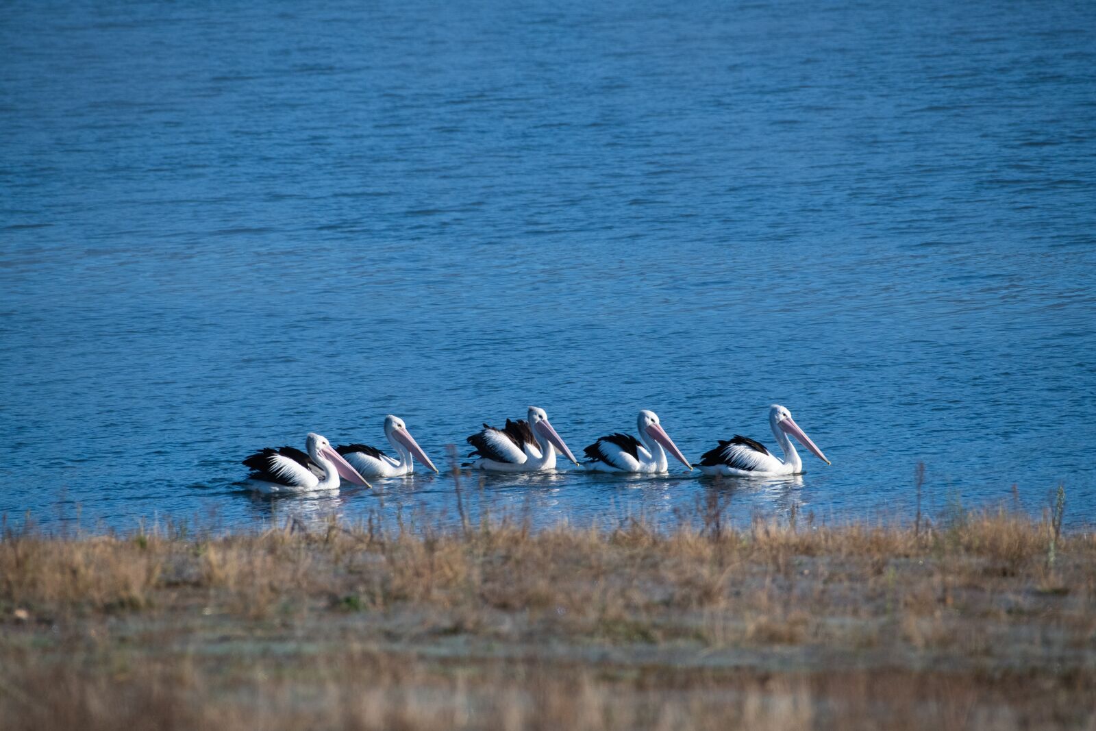 Nikon D850 sample photo. Australian pelican, australia, wild photography