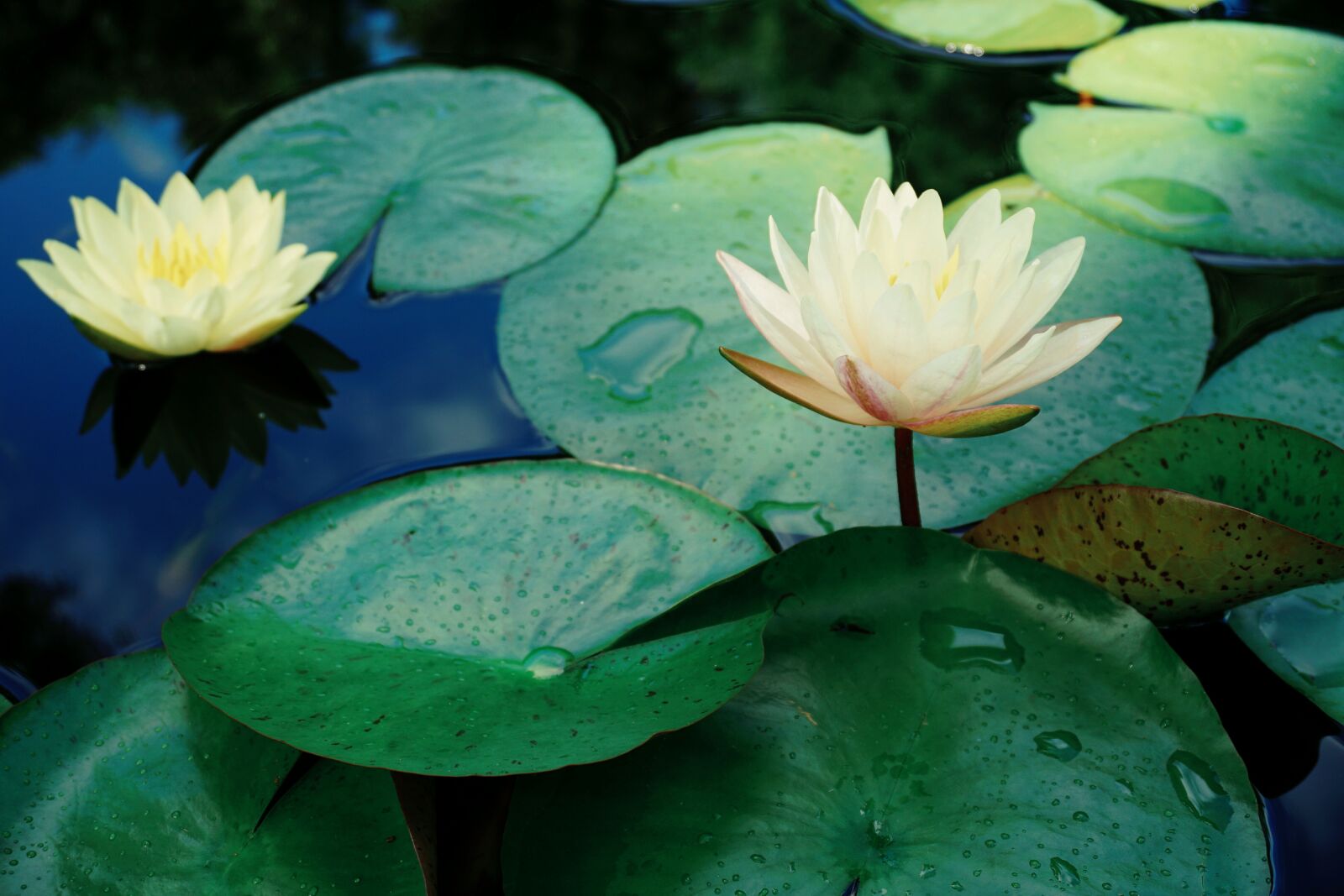 Sony a6000 sample photo. Lotus, pond, lotus leaf photography