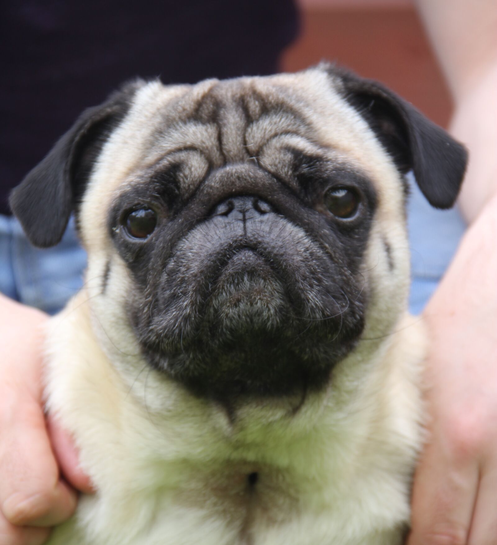 Canon EF-S 18-135mm F3.5-5.6 IS sample photo. Pug, dog, animal photography