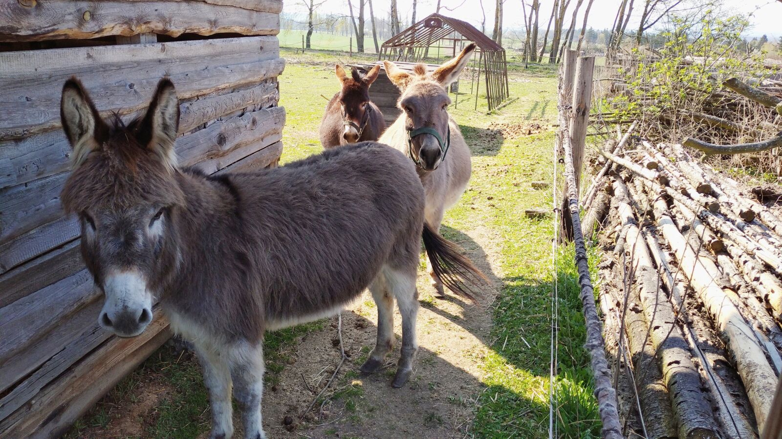 Xiaomi Redmi 8 sample photo. Donkey, animal, farm photography