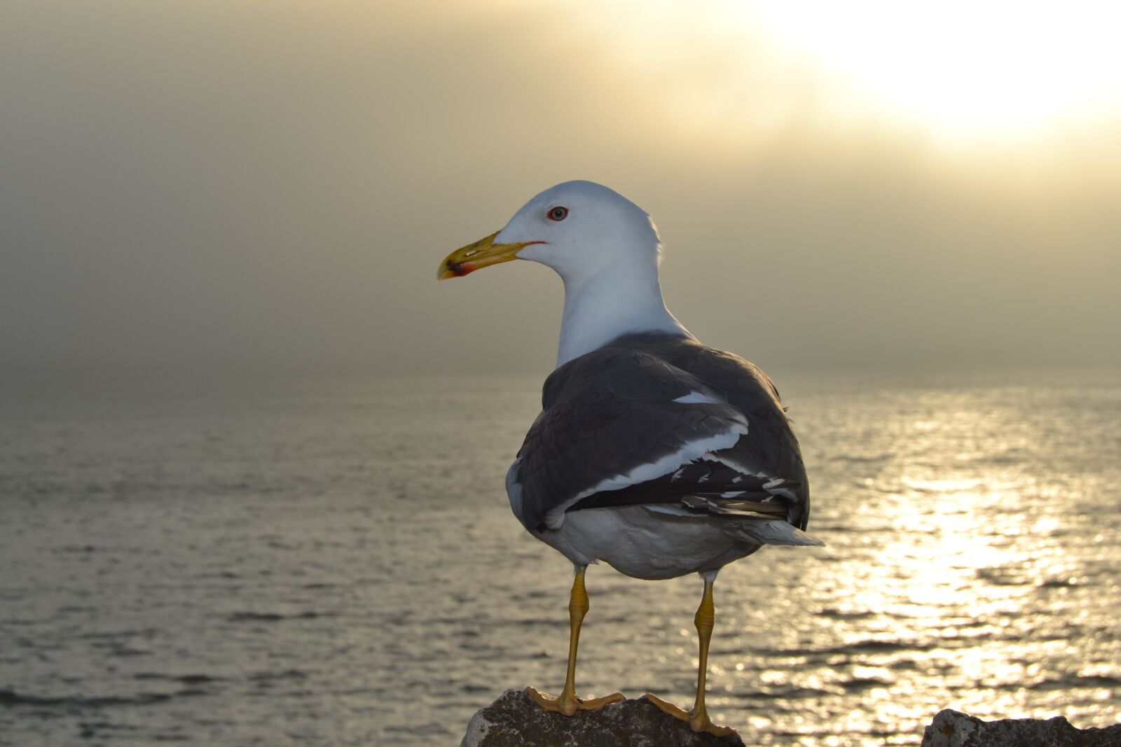 Nikon D3100 sample photo. Seagull, animals, costa photography