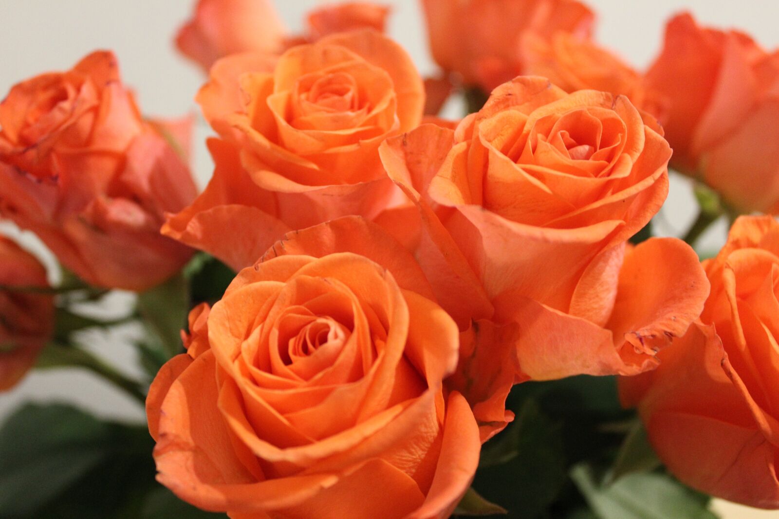 Canon EOS 550D (EOS Rebel T2i / EOS Kiss X4) sample photo. Roses, orange, bouquet photography