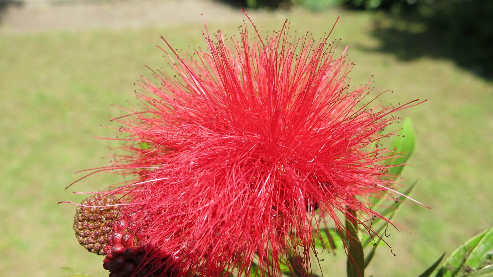 Canon PowerShot G15 sample photo. Flower, tanzania, steppe photography