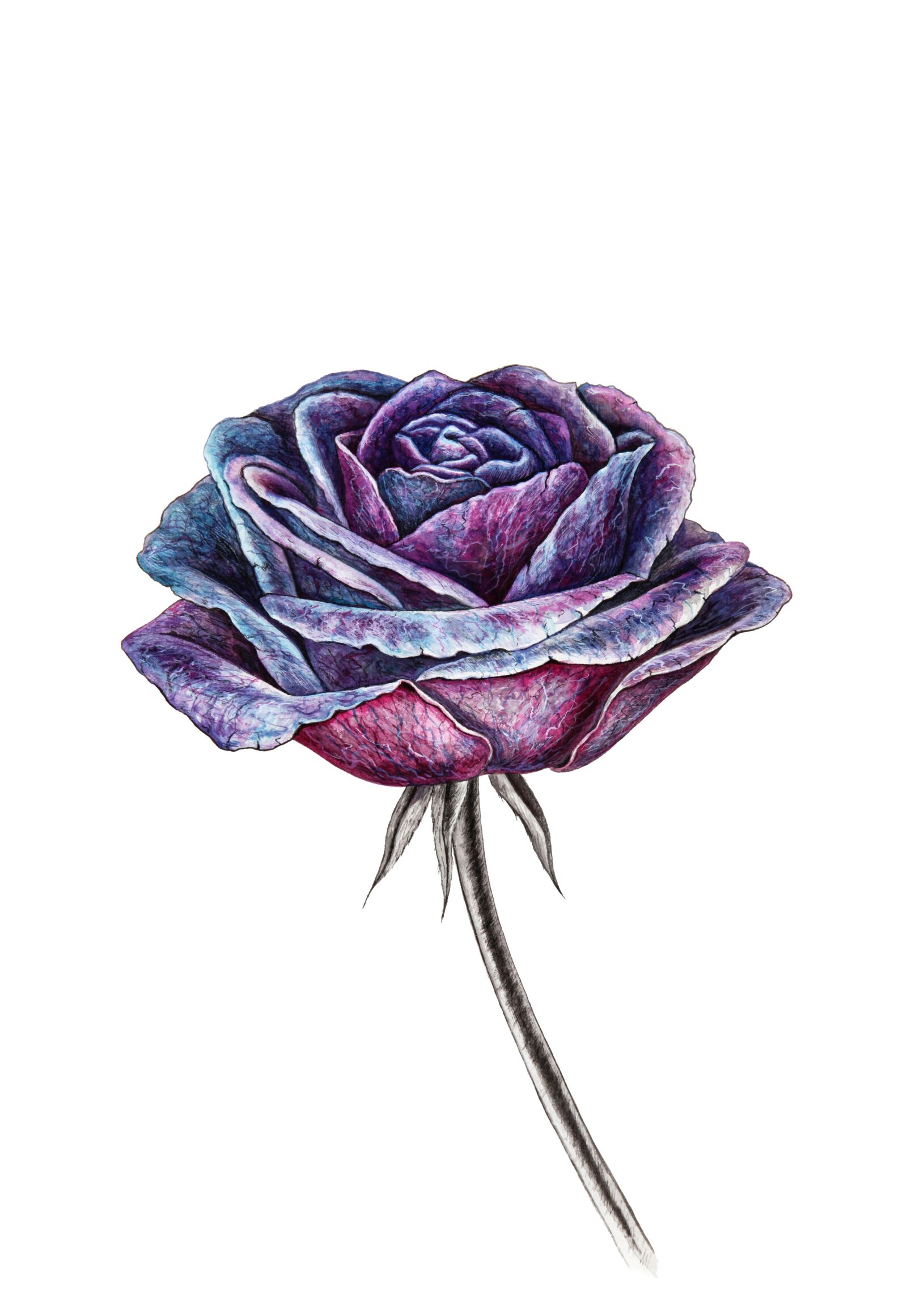 Canon EOS 5D Mark II sample photo. Violet, watercolor, watercolour photography