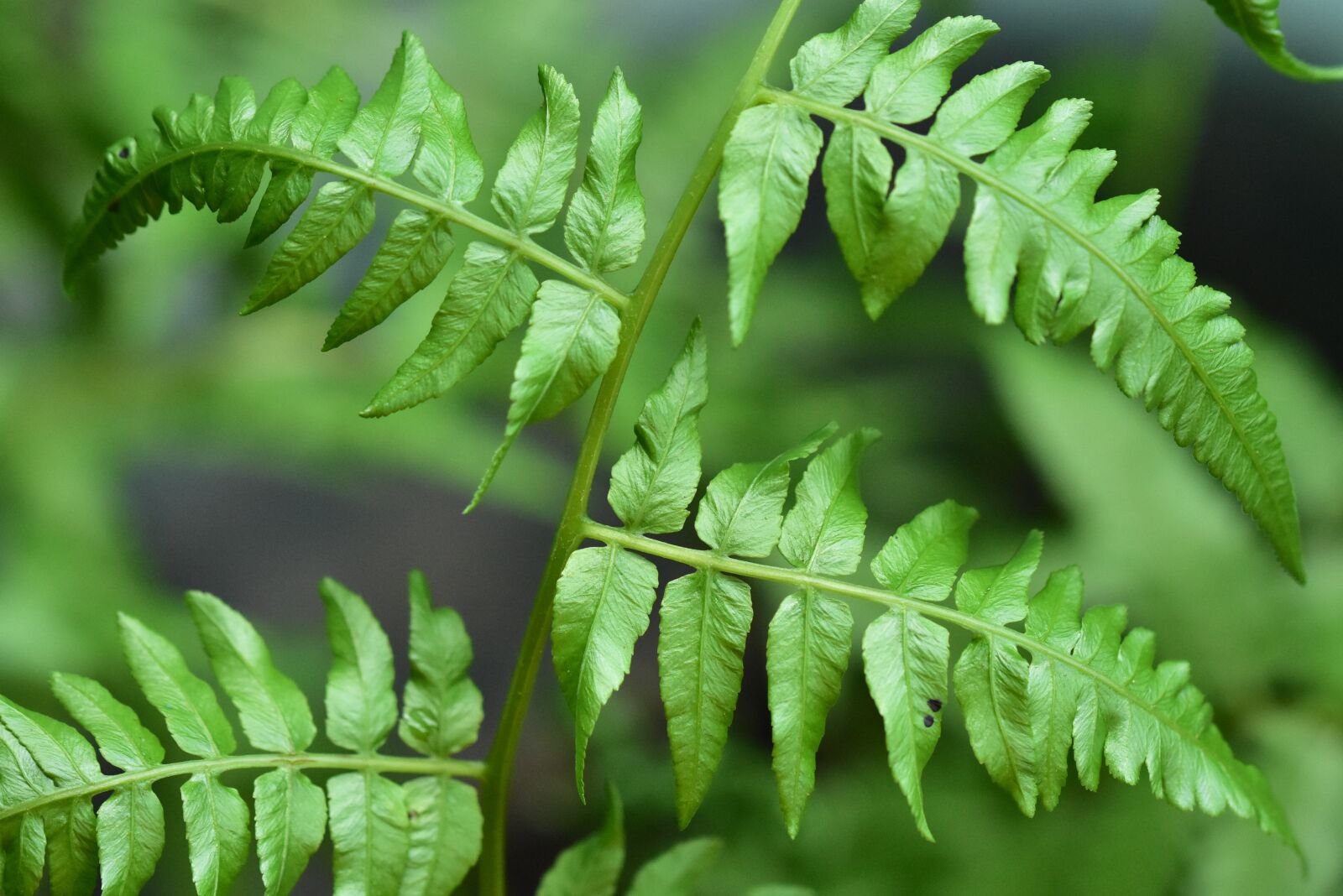 Nikon D3400 sample photo. Fern, green leaves, foliage photography
