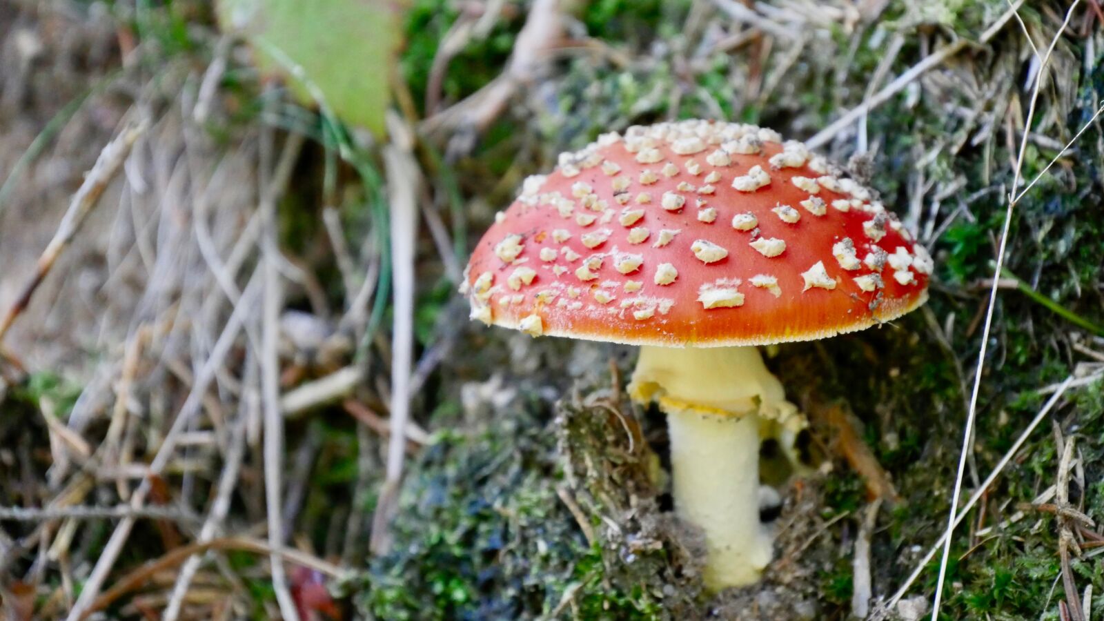 Panasonic Lumix DMC-GX8 sample photo. Fly agaric, mushroom, forest photography