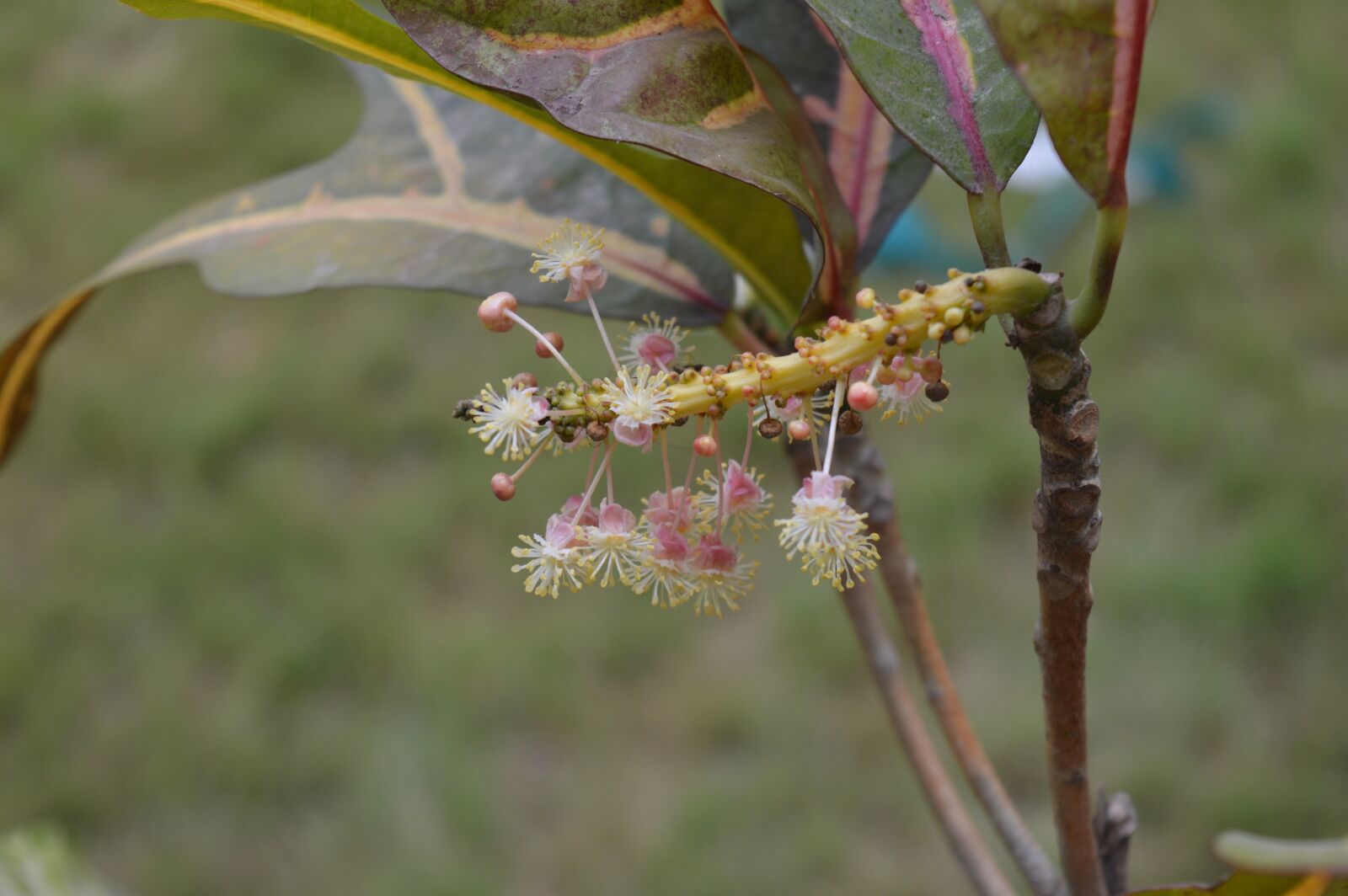 Nikon D3200 sample photo. Natures lap, plant, outdoor photography