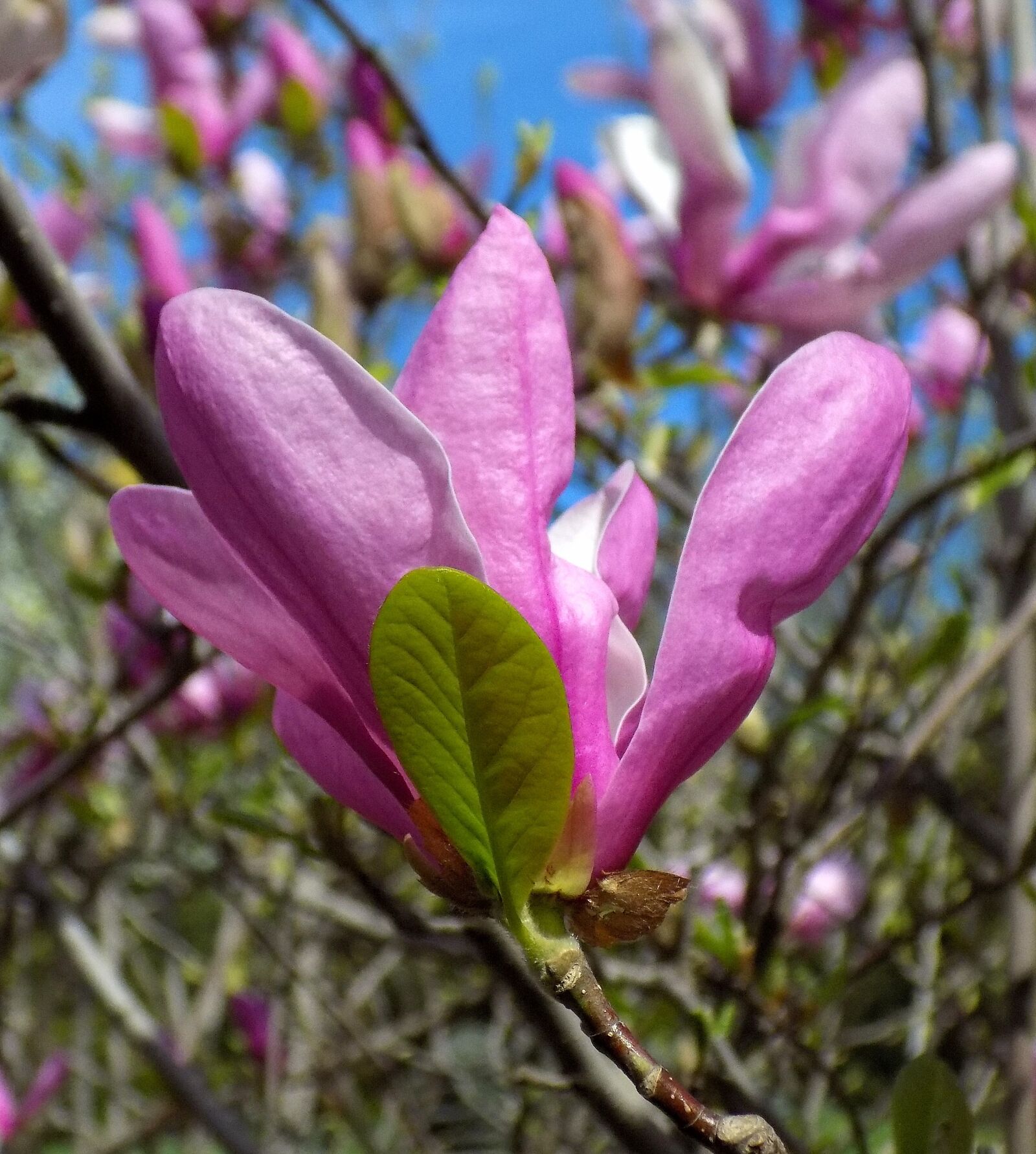 Nikon COOLPIX L330 sample photo. Magnolia, bloom, spring photography