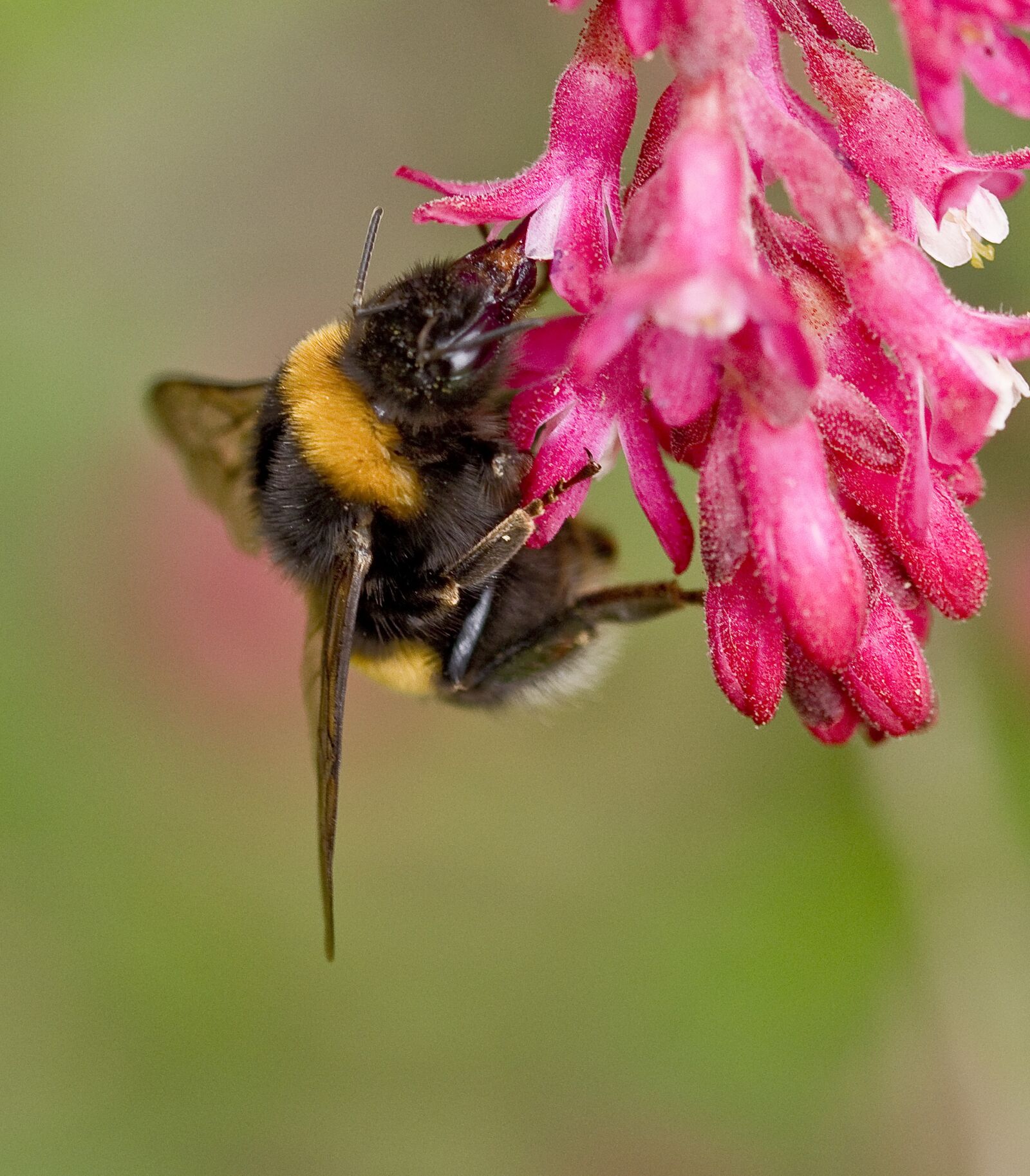 Nikon D500 sample photo. Nature, zierjohannisstrauch, hummel photography