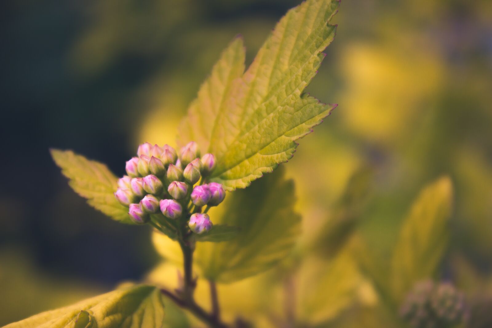 Canon EOS 600D (Rebel EOS T3i / EOS Kiss X5) sample photo. Flower, blossom, bloom photography