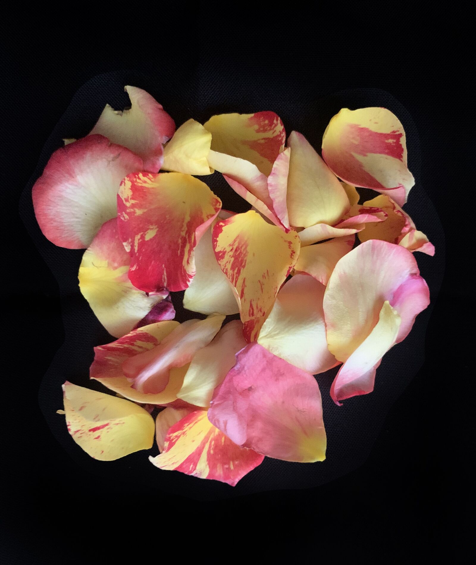 Apple iPhone XS sample photo. Petals, rose, flower photography