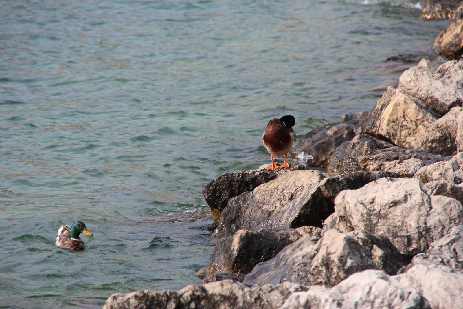 Canon EOS 600D (Rebel EOS T3i / EOS Kiss X5) sample photo. Ducks, bank, waterfowl photography
