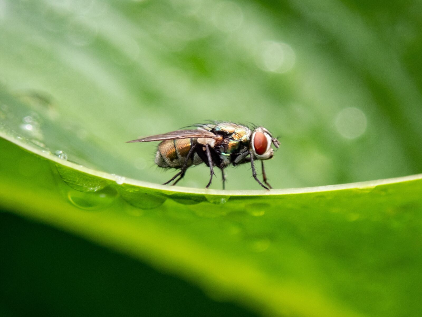 Olympus TG-5 sample photo. Fly, insect, bug photography