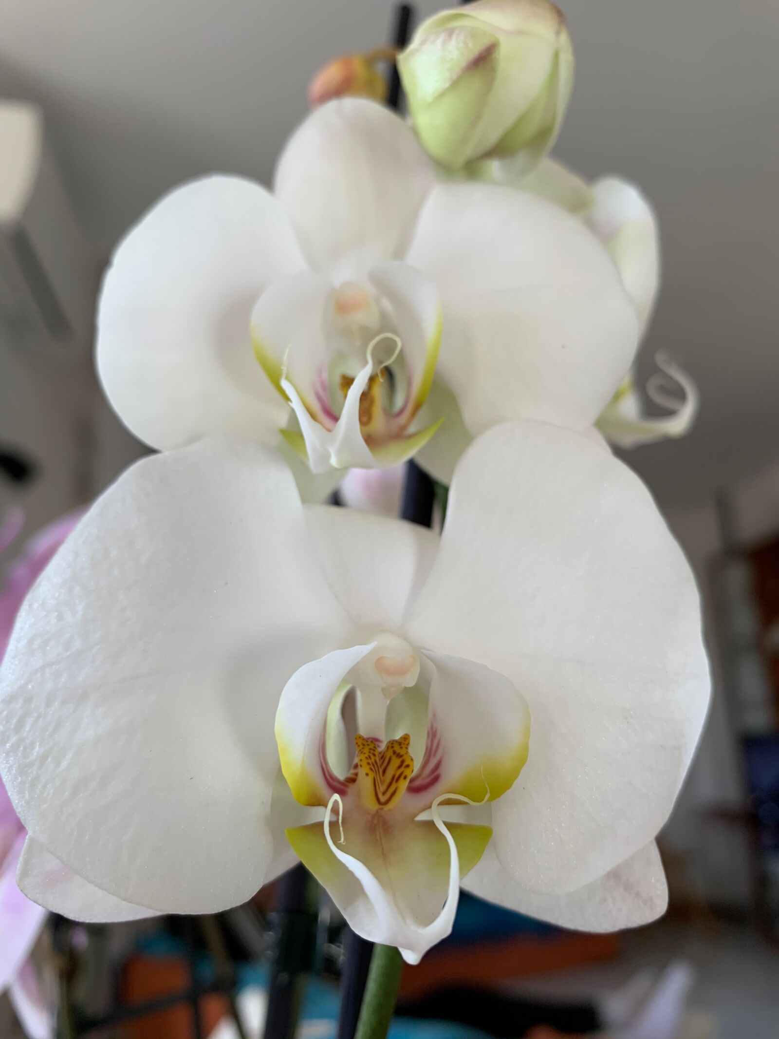 iPhone XS Max back dual camera 4.25mm f/1.8 sample photo. Orchidea, fiore, orchid photography
