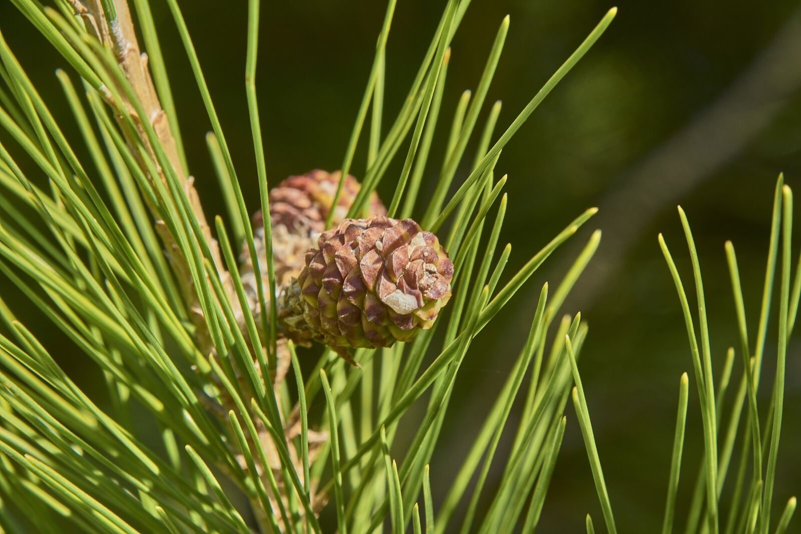 Nikon D7200 sample photo. Leaves, forest, trees photography
