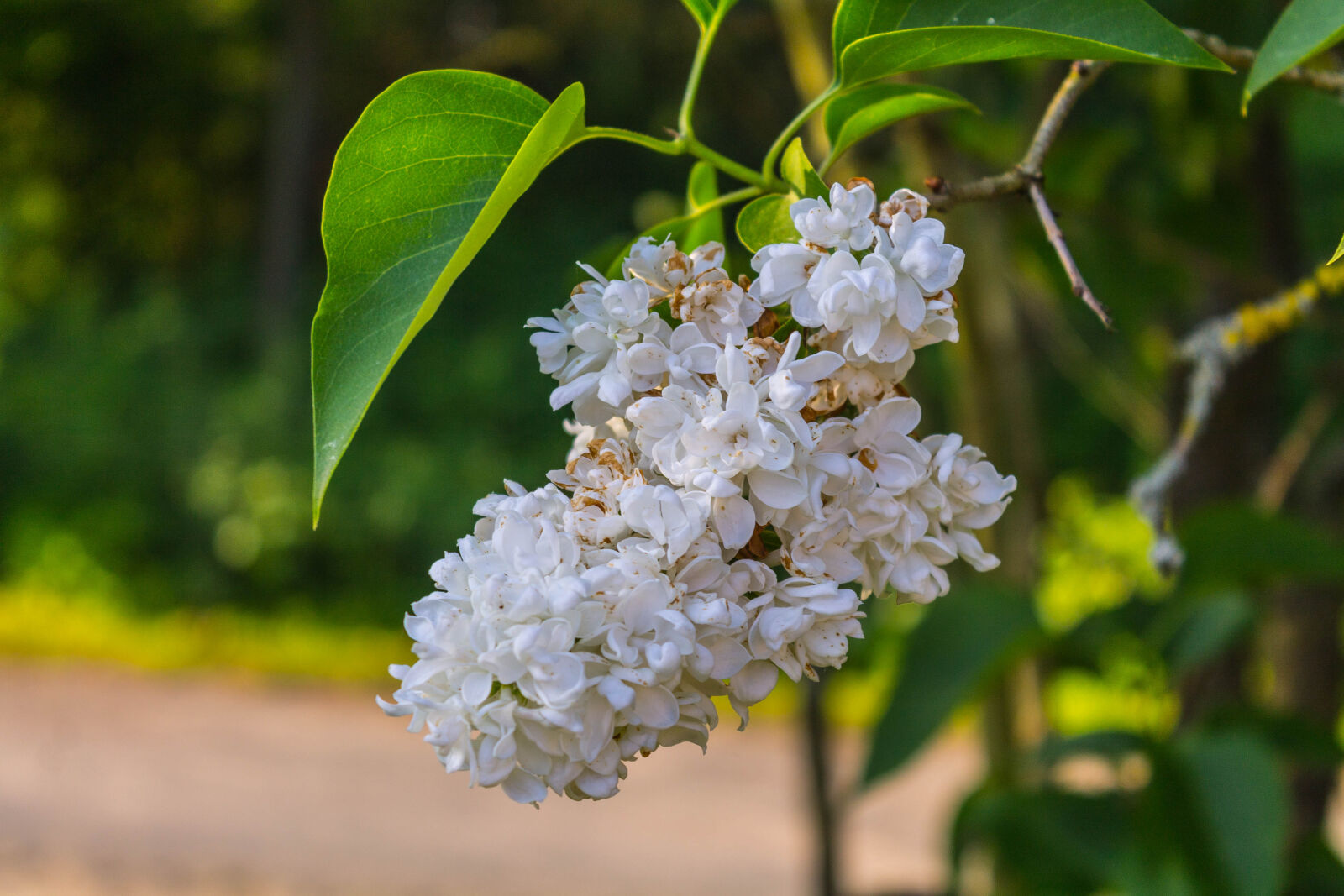Canon EOS 1100D (EOS Rebel T3 / EOS Kiss X50) sample photo. Beautiful, flowers, nature photography