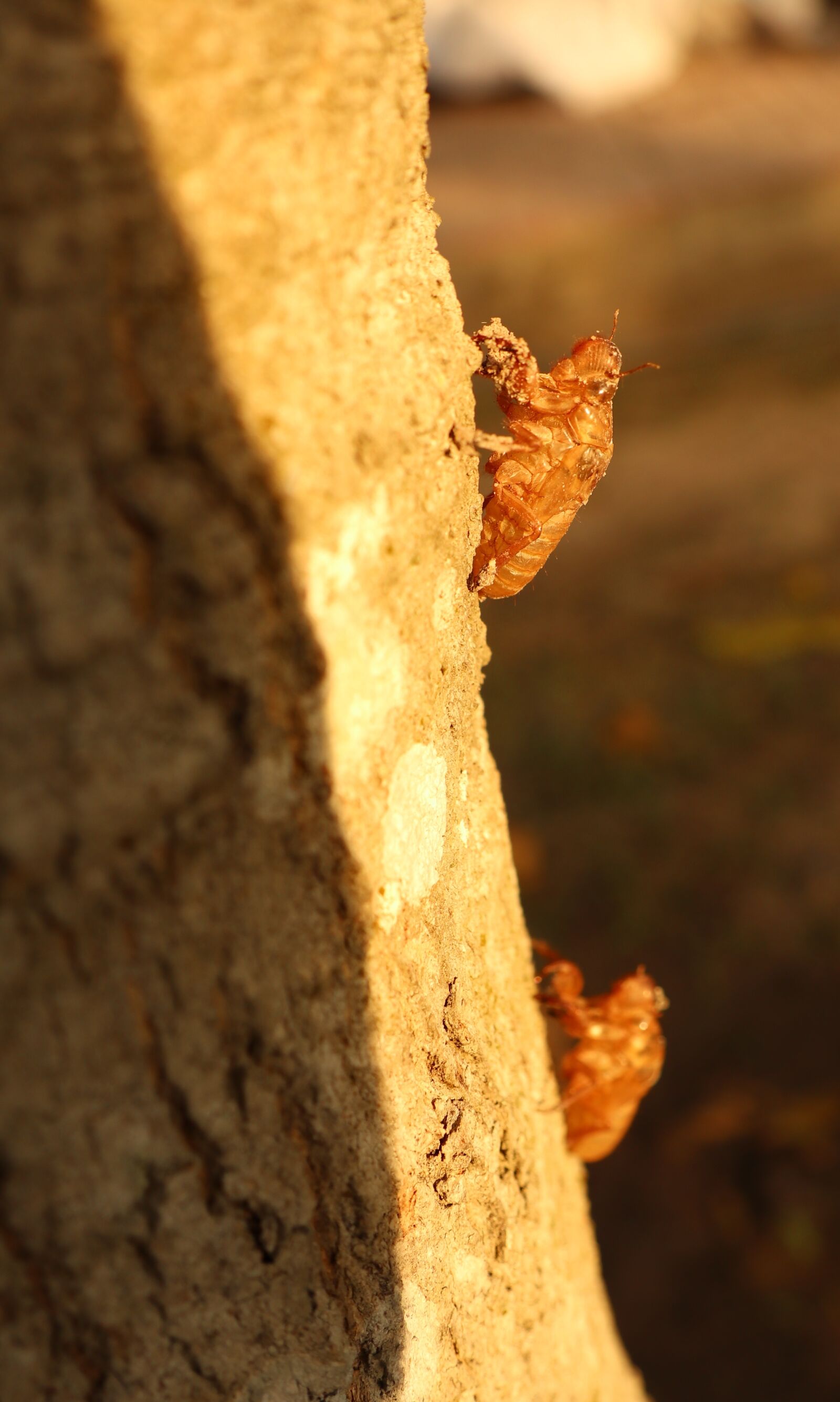 Canon EOS M6 sample photo. Two cicada, climb, uncover photography