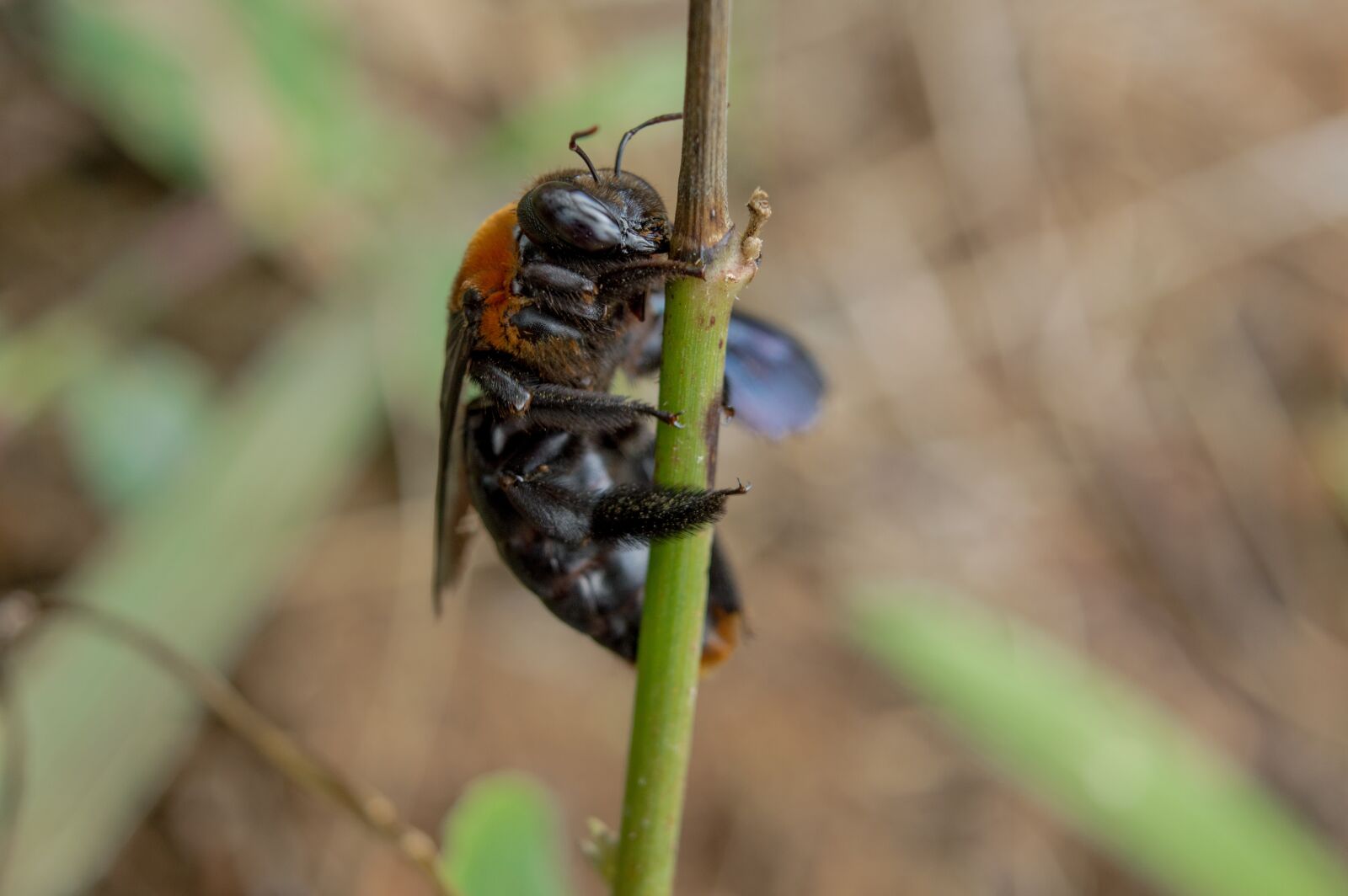 Nikon D3200 sample photo. Insect, nature, animal photography