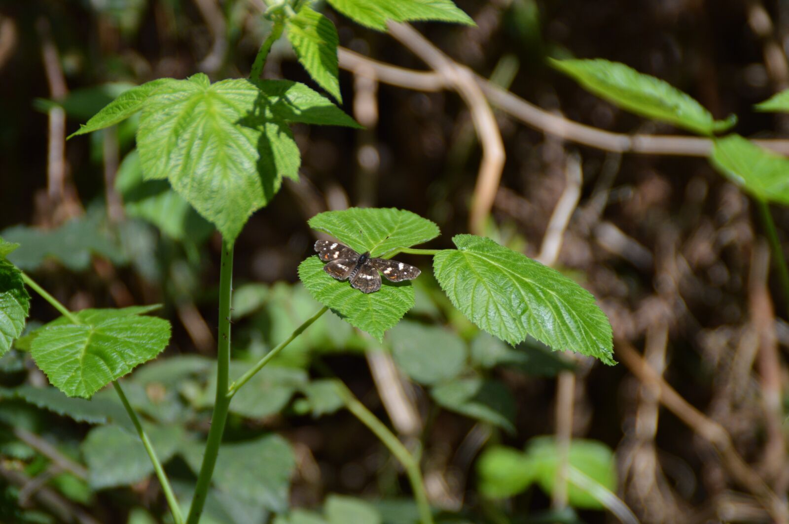 Nikon D3200 sample photo. Butterfly, nature, insect photography