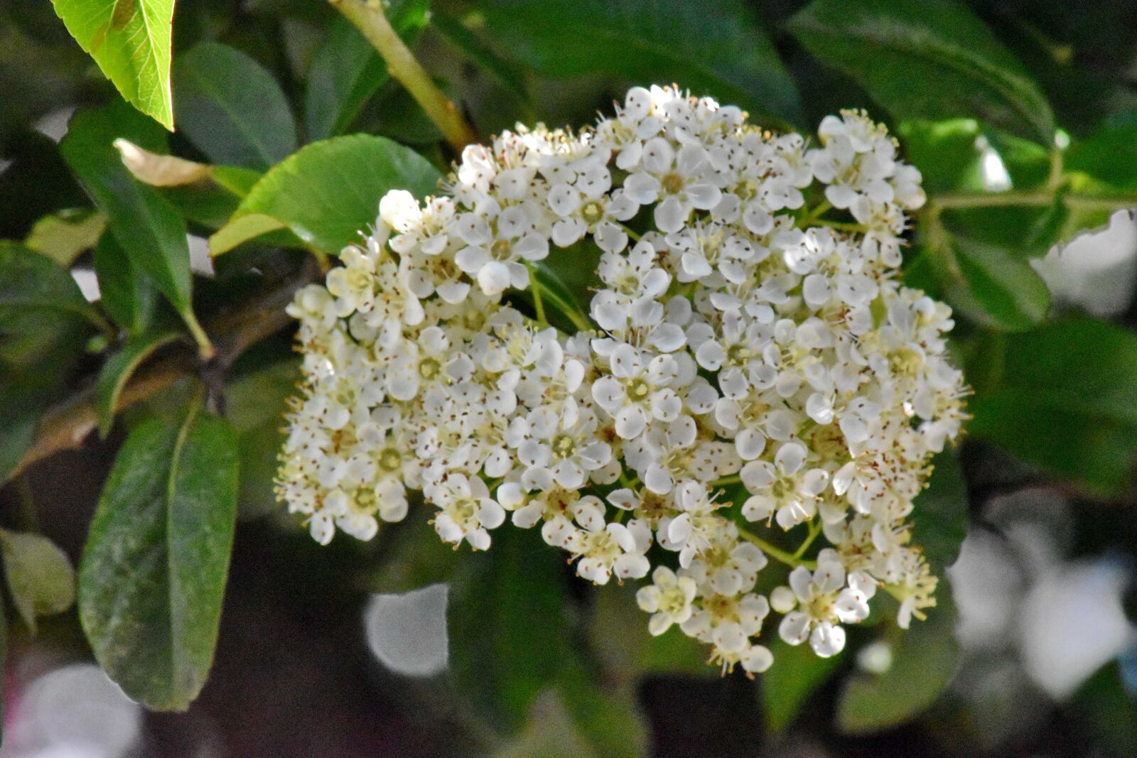 Nikon D5500 sample photo. Shrub, flower, nature, branch photography