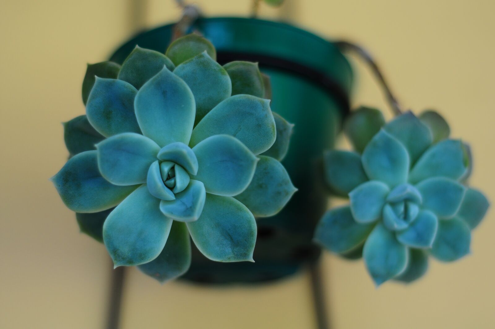 Nikon D90 sample photo. Plantas decorativas, jardim, natureza photography