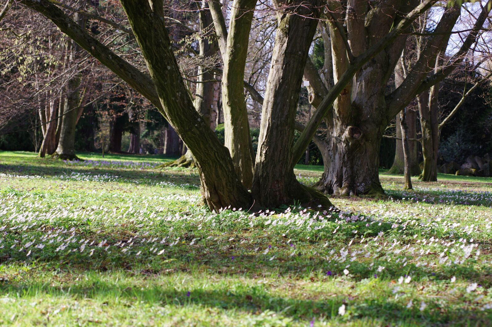 Pentax K-3 sample photo. Tree, nature, landscape photography