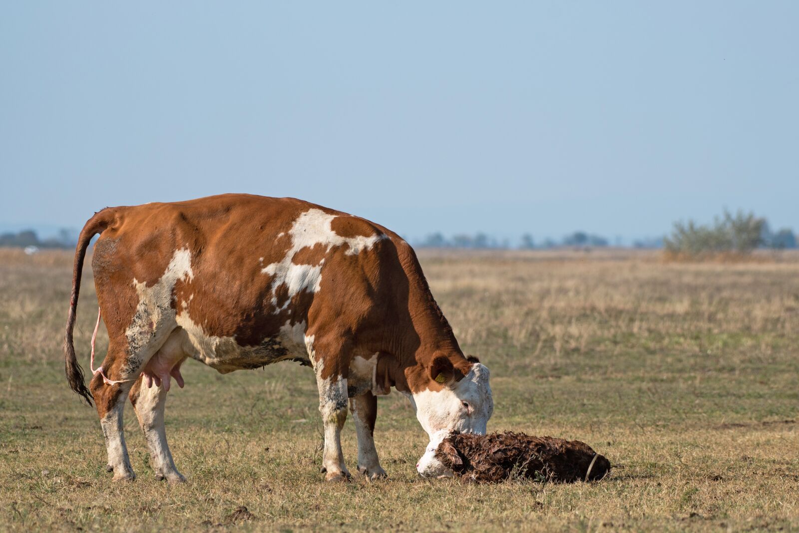 Nikon D750 sample photo. Cow, calf, newbie photography