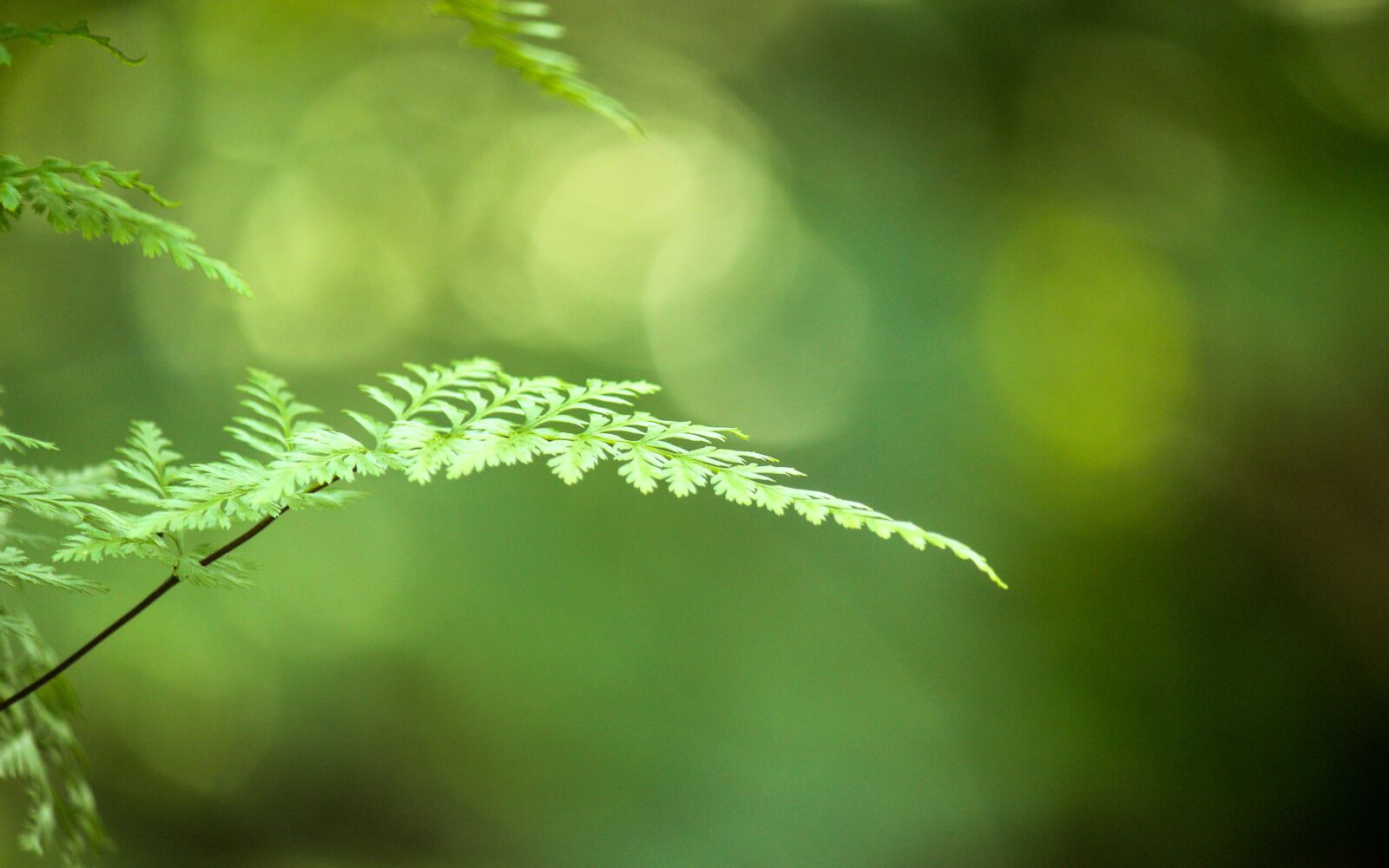 Canon EF-S 55-250mm F4-5.6 IS II sample photo. Nature, green, natural photography