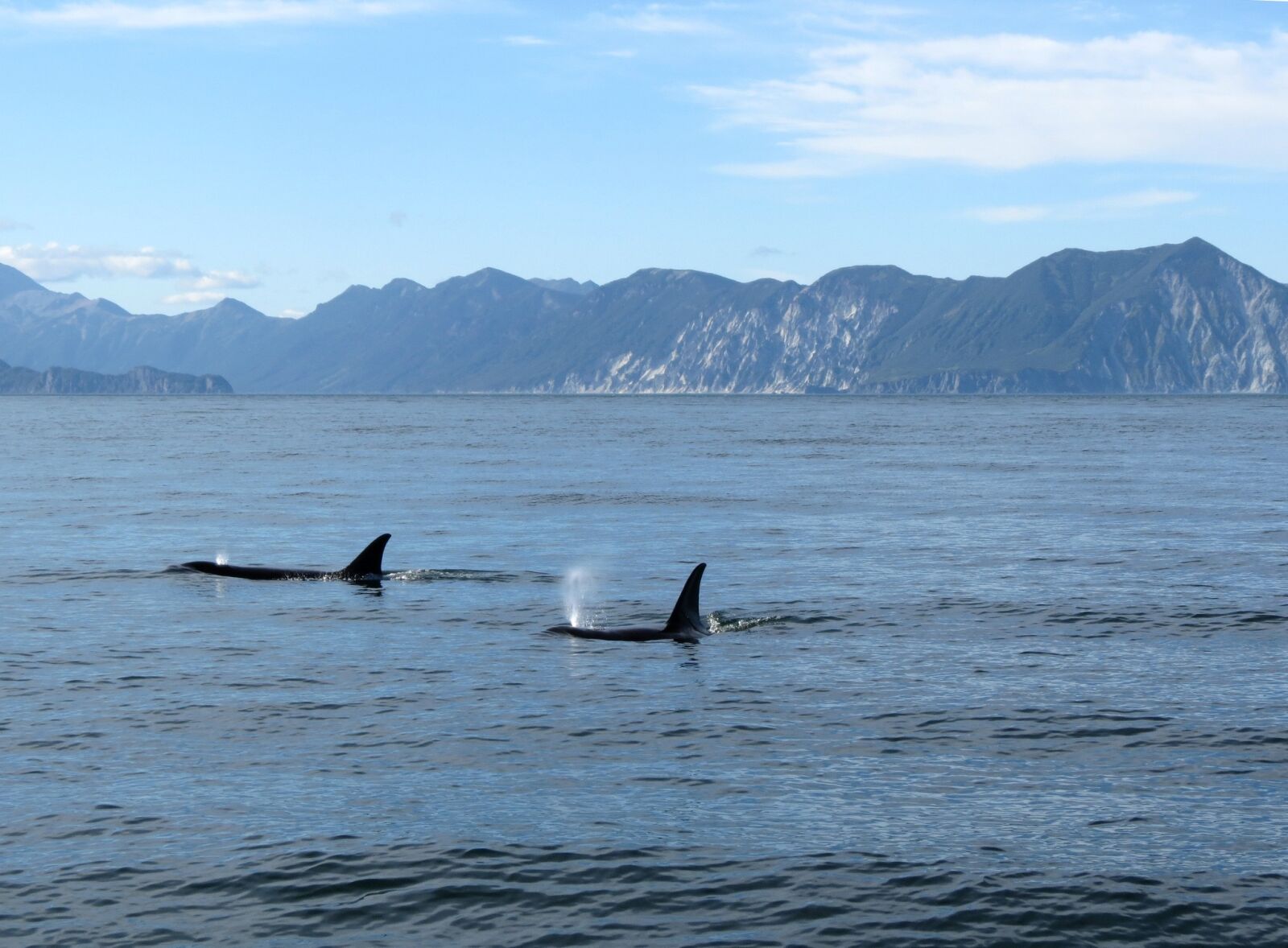 Canon PowerShot SX40 HS sample photo. Orcas, fish, ocean photography