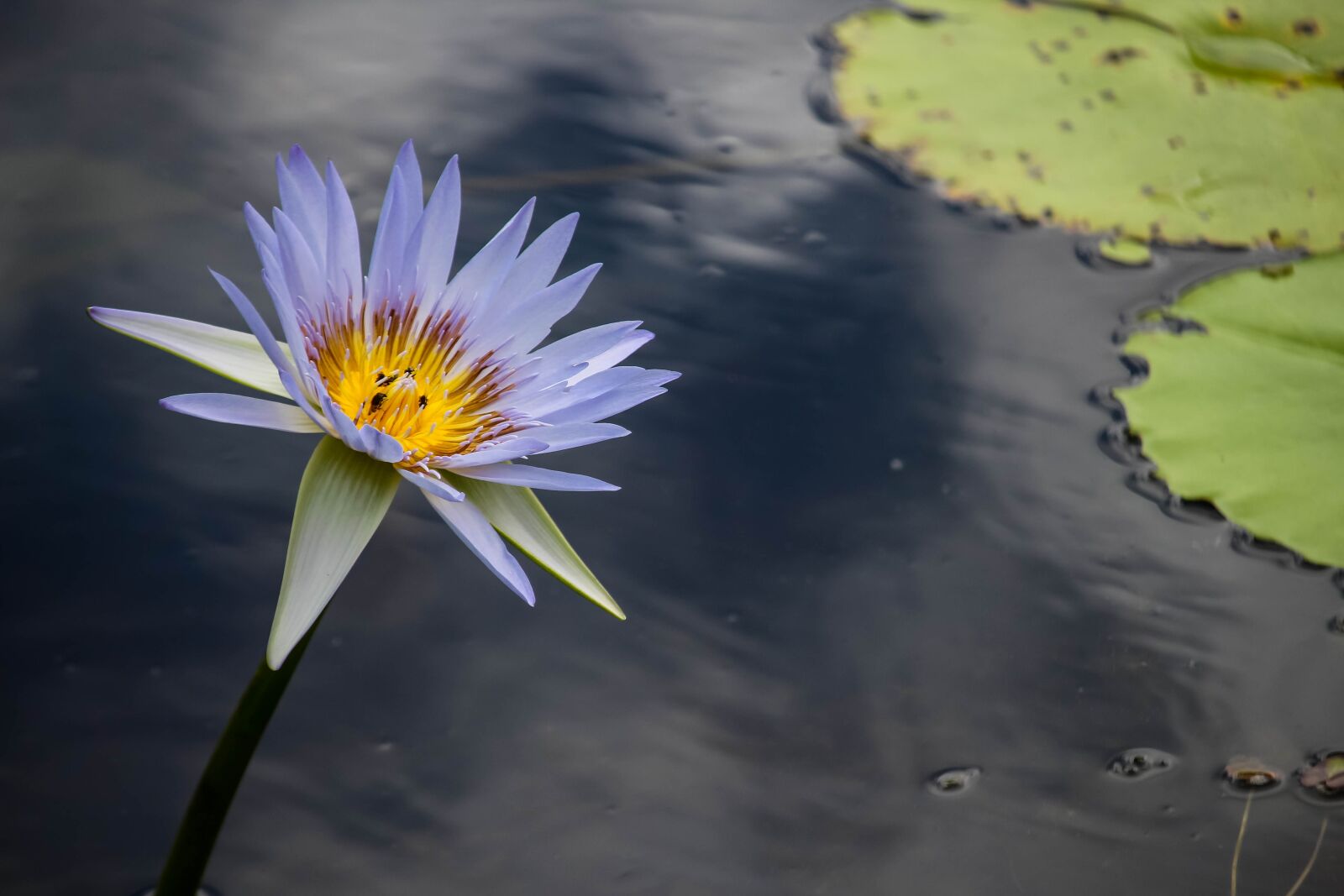Canon EOS 700D (EOS Rebel T5i / EOS Kiss X7i) sample photo. Lotus, flower, water photography
