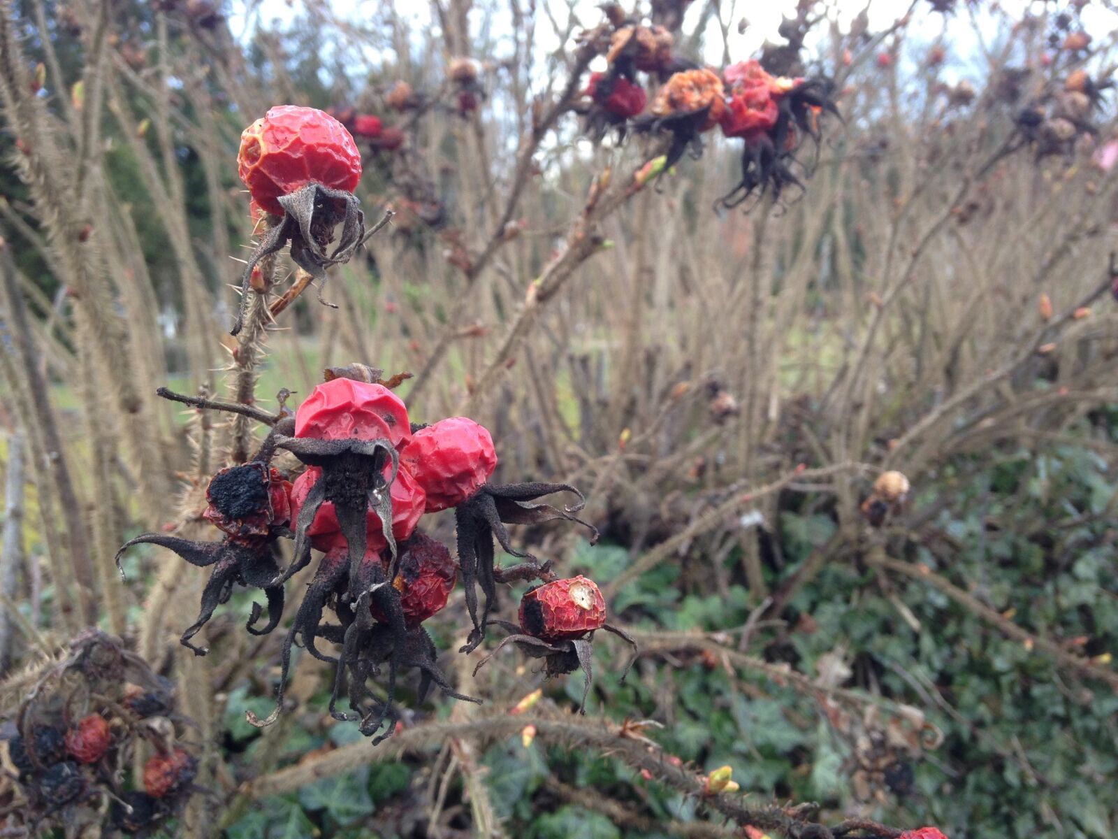 iPhone 5 back camera 4.12mm f/2.4 sample photo. Rose hip, faded, autumn photography