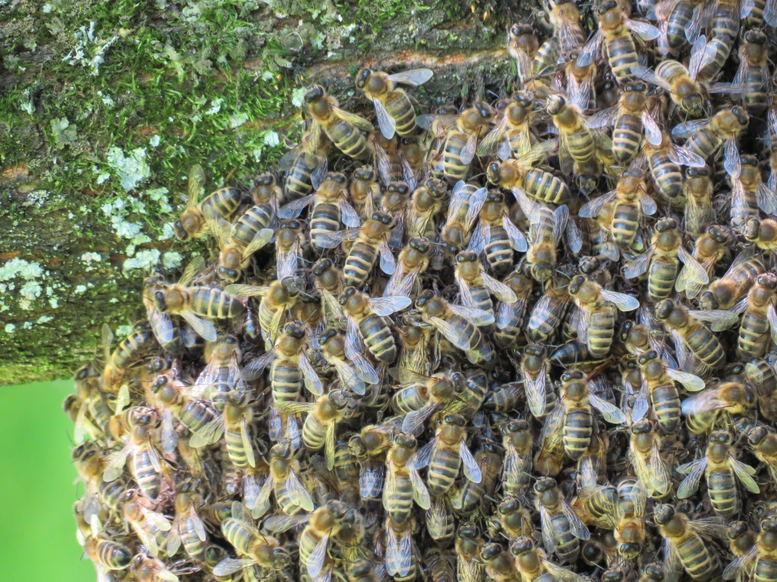 Canon PowerShot SX40 HS sample photo. Bees, hive, insect photography