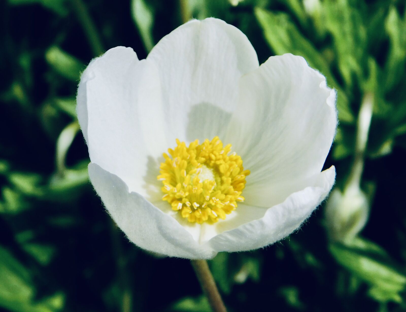 Nikon Coolpix B500 sample photo. Beautiful, white, flower photography