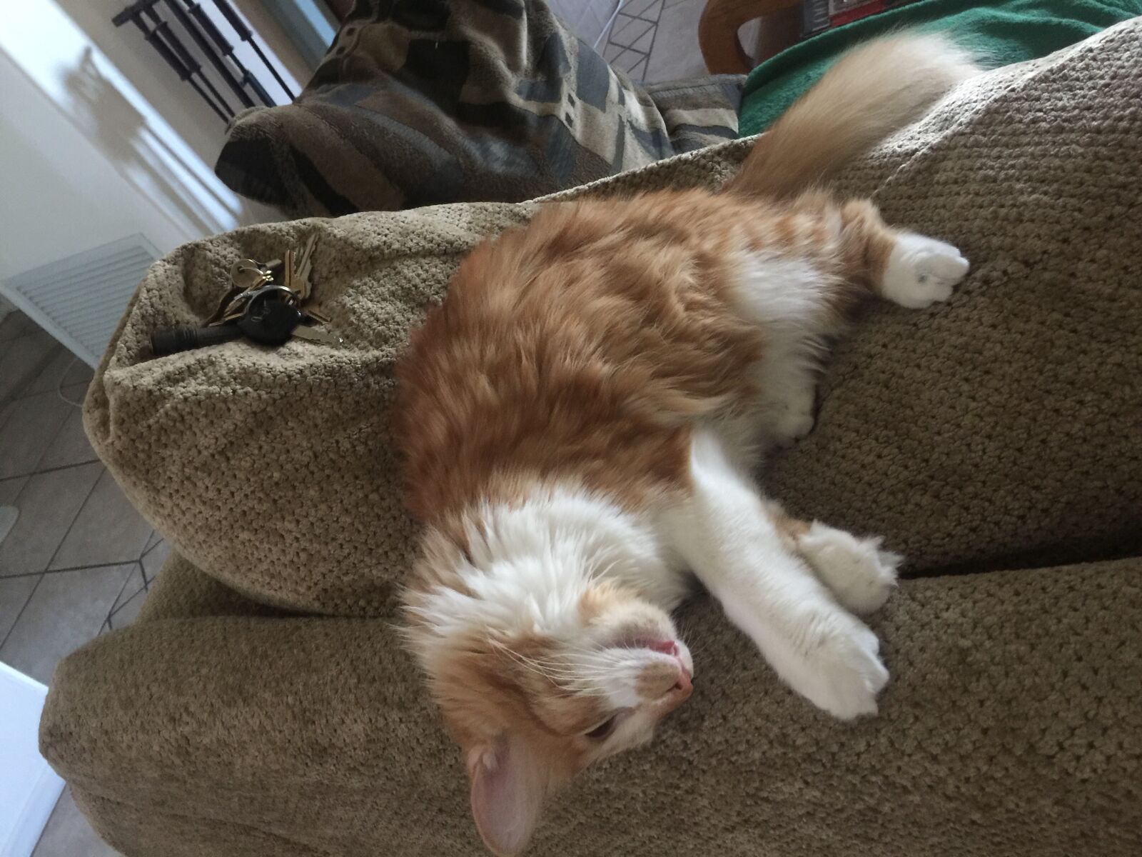 iPhone 6 Plus back camera 4.15mm f/2.2 sample photo. Relaxing, napping, snooze photography