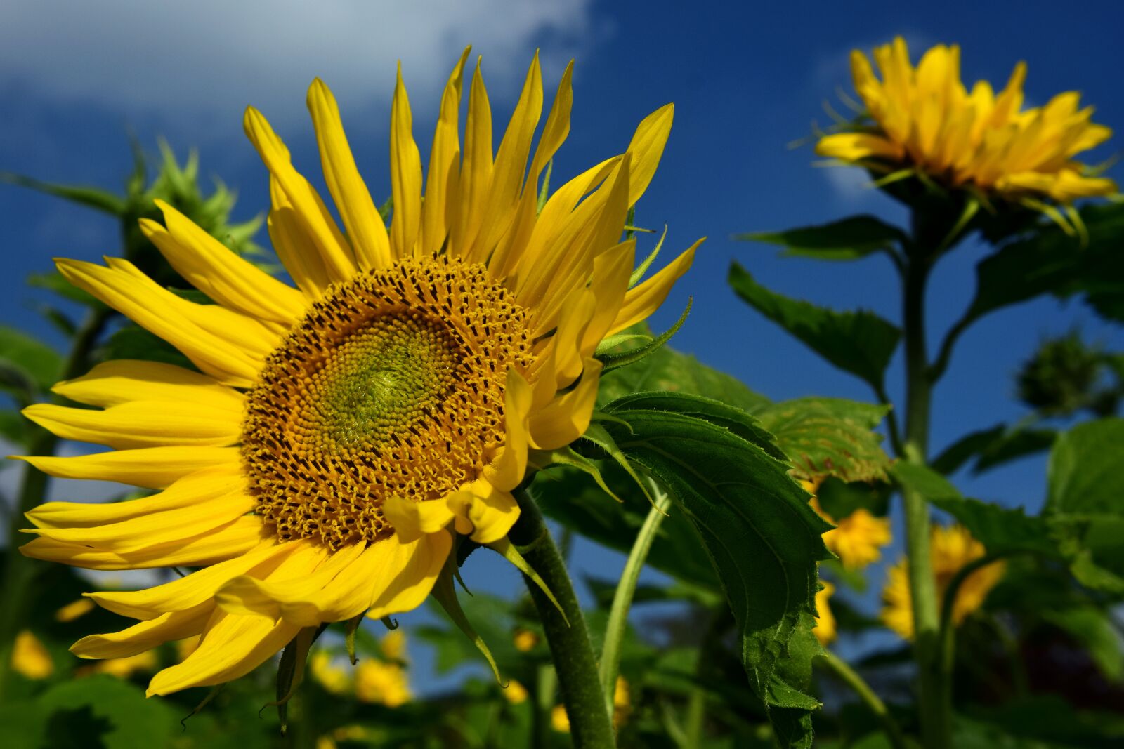 Nikon D3300 sample photo. Sunflower, sunflower field, yellow photography