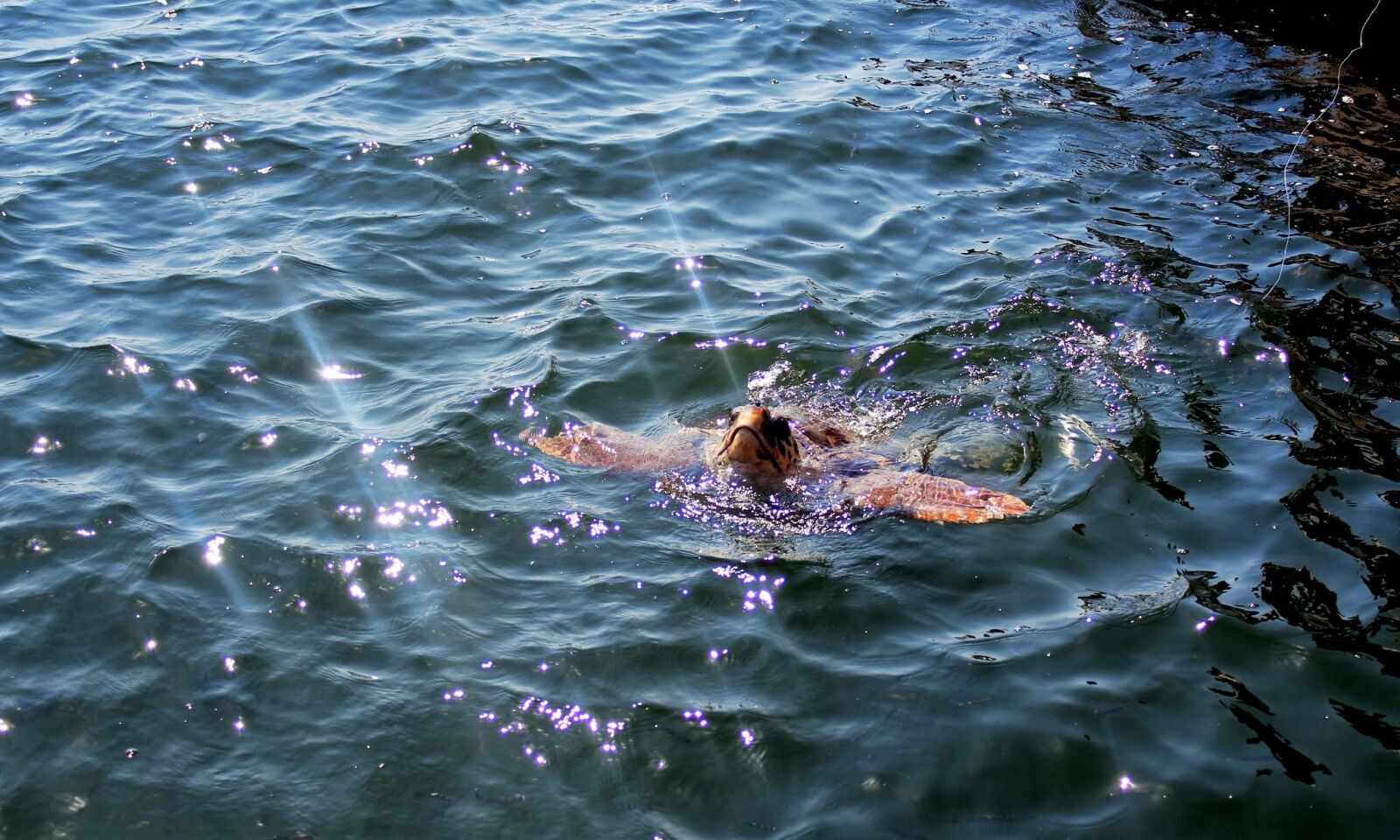 Canon EOS 550D (EOS Rebel T2i / EOS Kiss X4) sample photo. Marine, human, wave photography