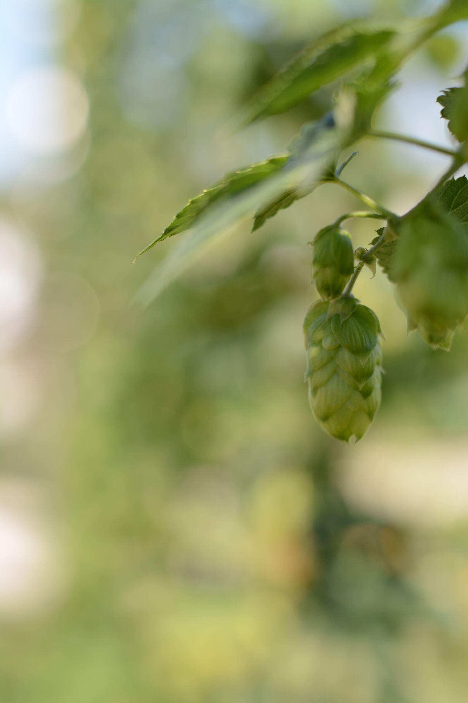 Nikon D5200 sample photo. Hops, beer, green photography