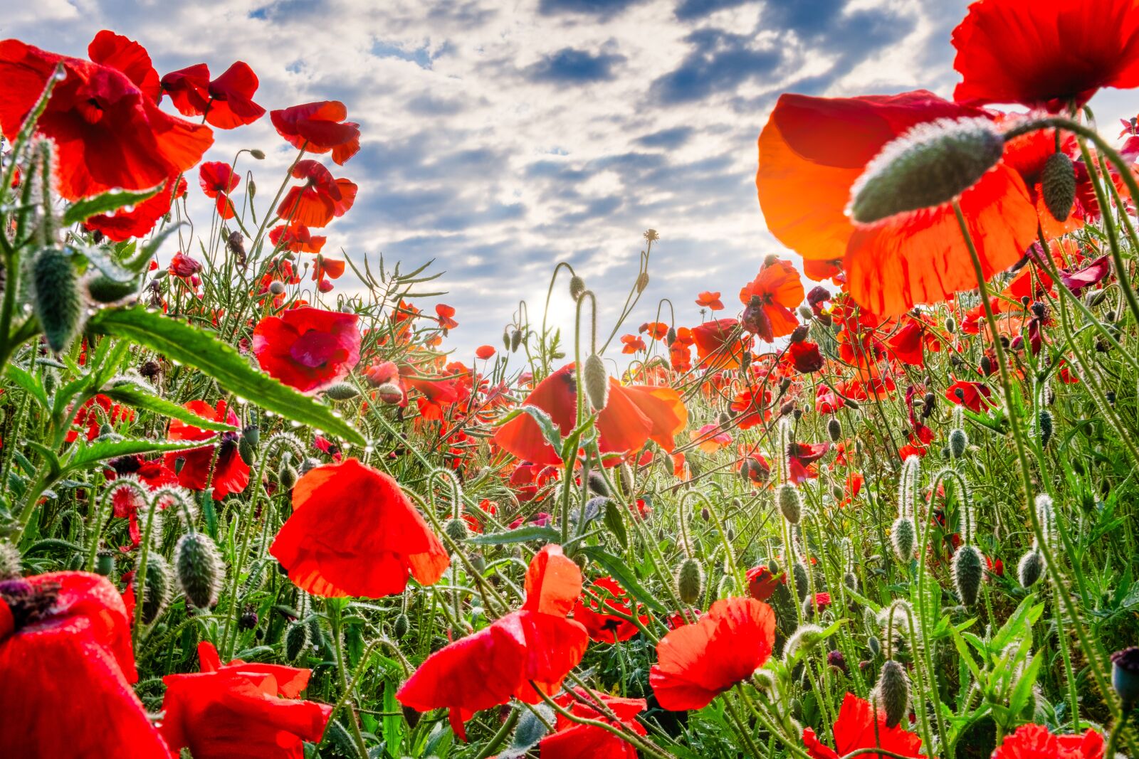 Fujifilm X-T2 sample photo. Poppies, field, yorkshire photography