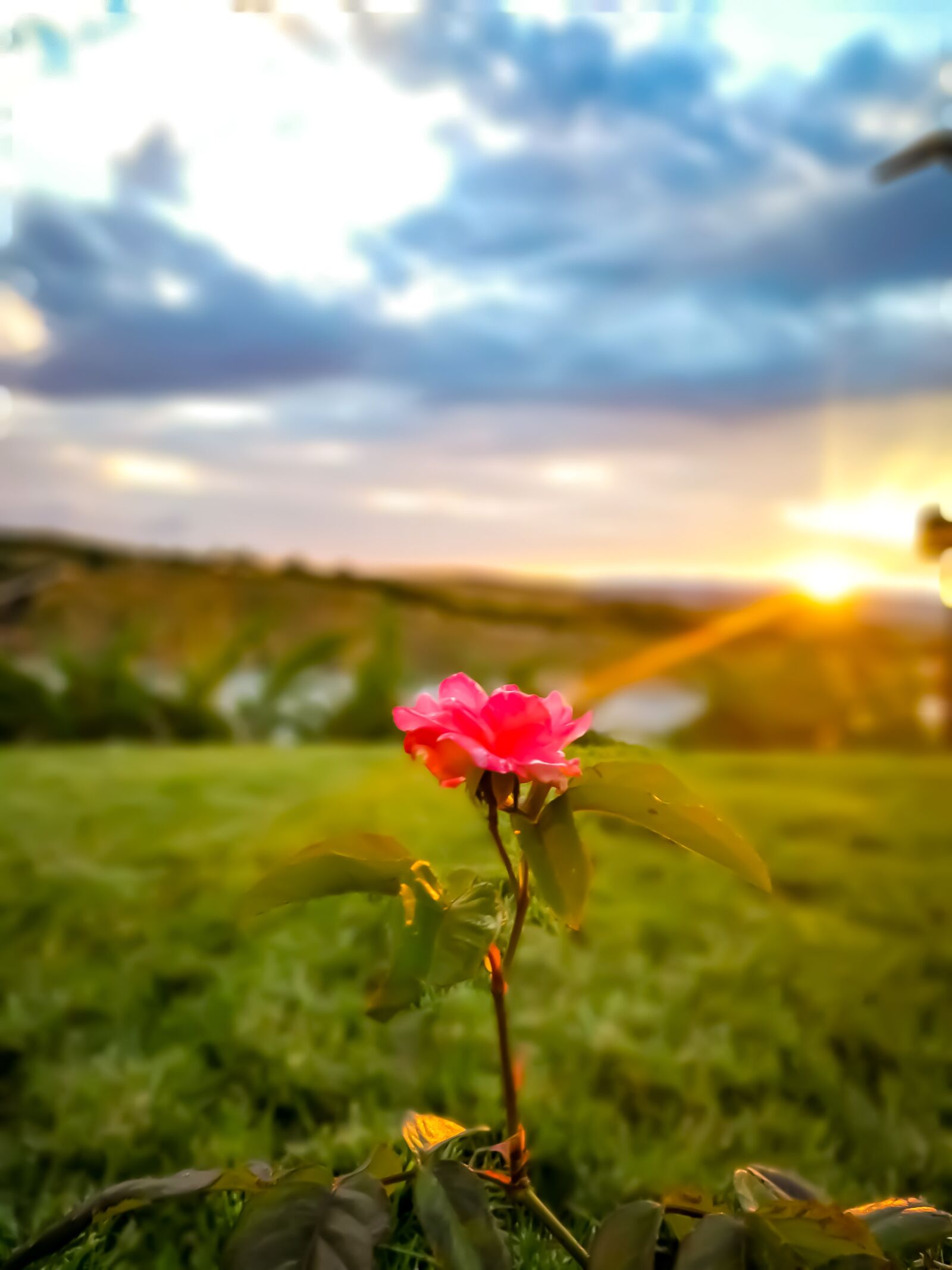 HUAWEI P10 Plus sample photo. Rose, turkiye, türk photography