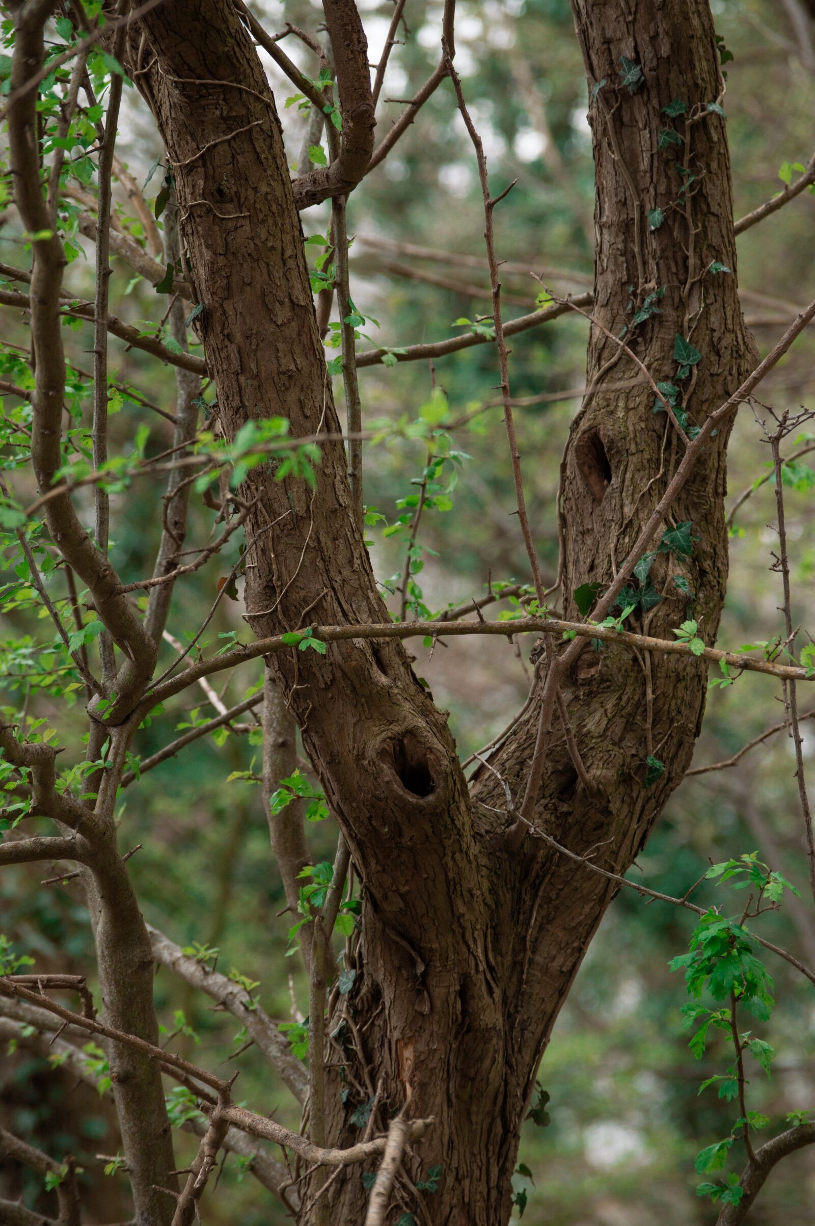 Nikon D3200 sample photo. Forest, risskov, trees photography