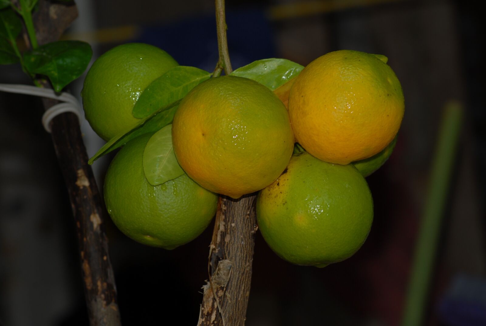 Nikon D200 sample photo. Flora, wild, oranges photography